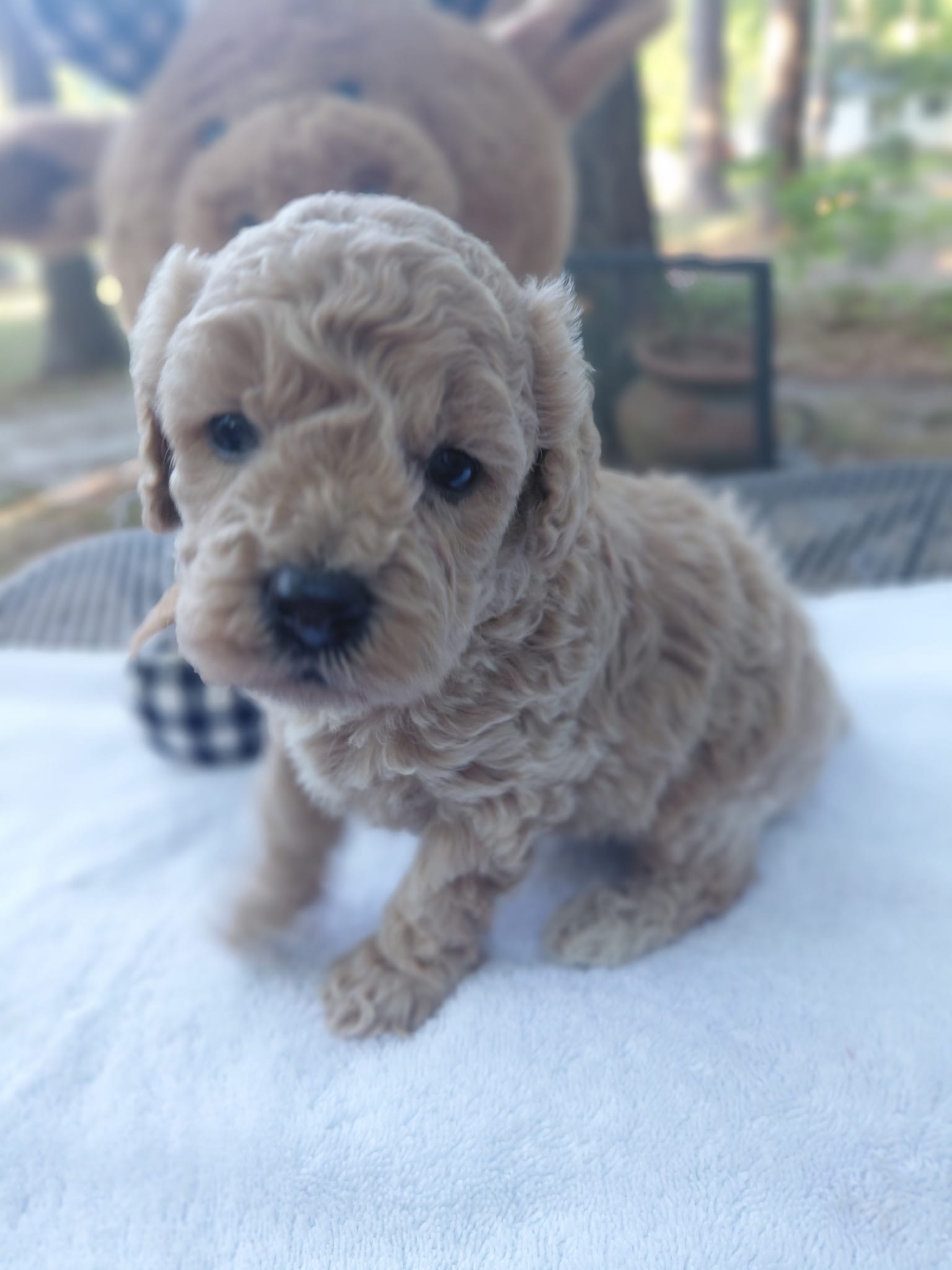 Rooster – Poodle - Miniature  puppy for sale in Camden, SC