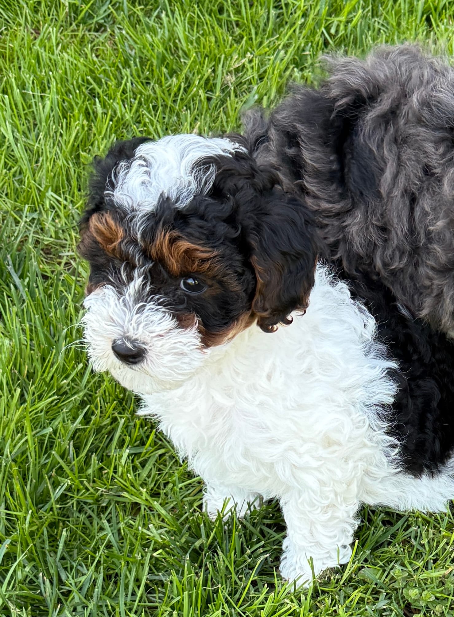 Jessie – Miniature Aussiedoodle puppy for sale in Grand Rapids, MI