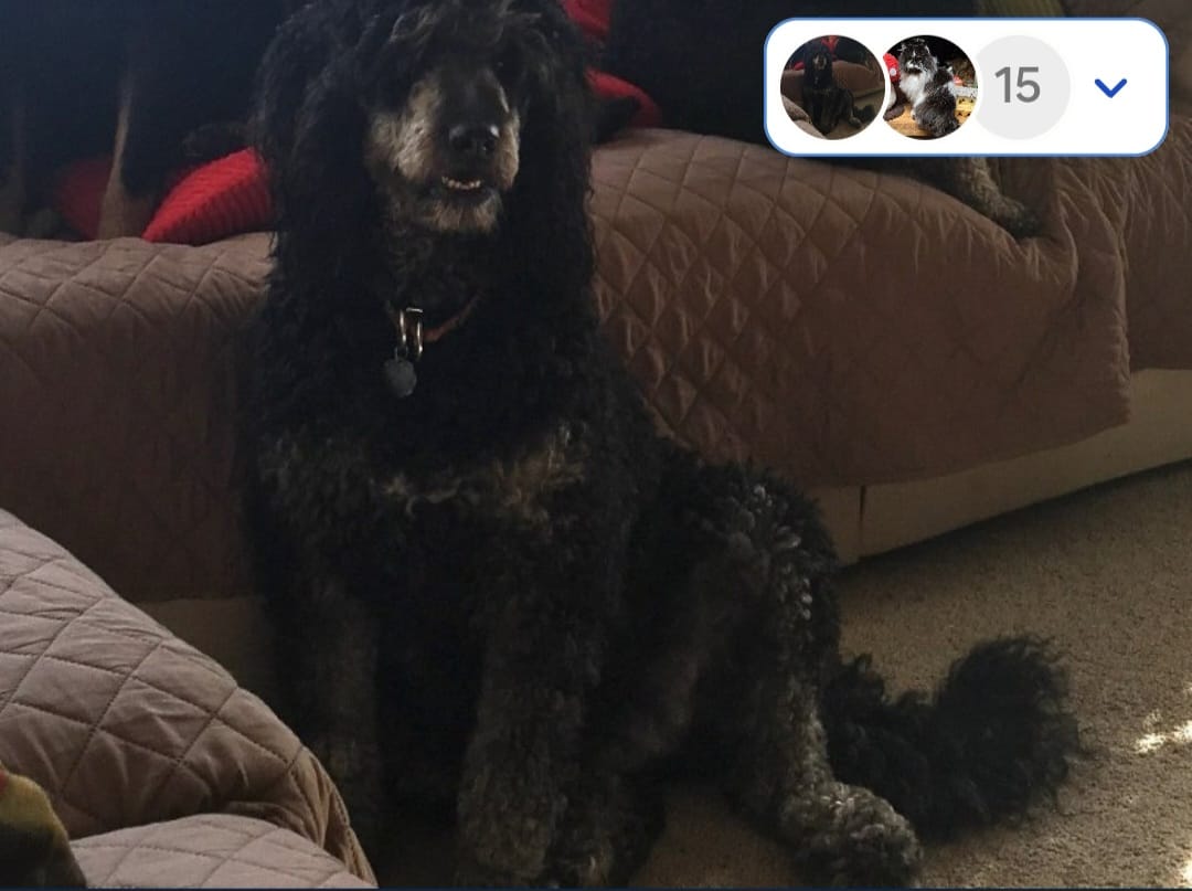 Jasmine – Bernedoodle puppy for sale in Grand Rapids, MI