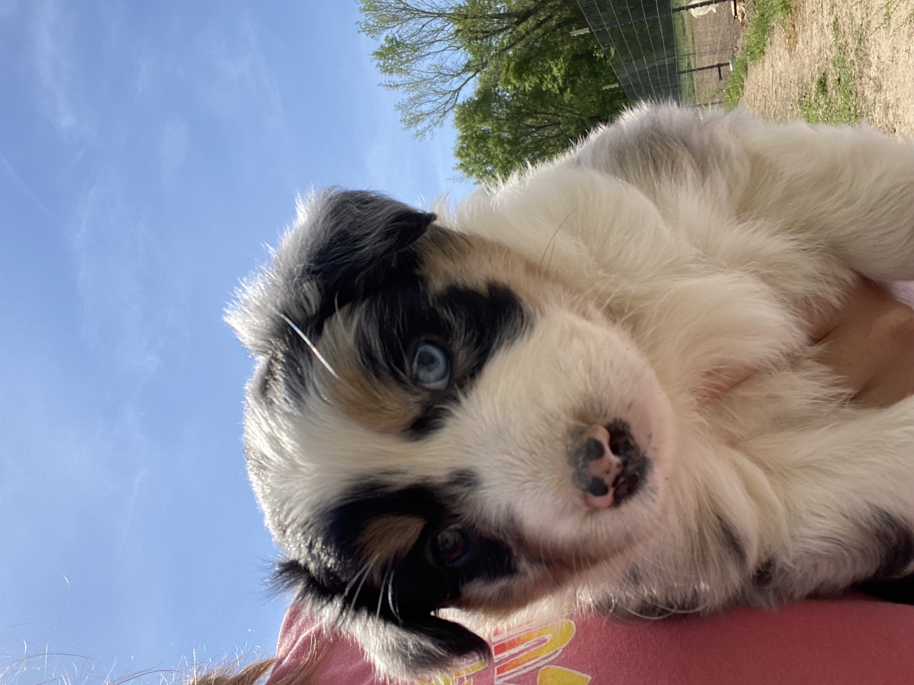 Fern – Australian Shepherd puppy for sale in Mantachie, MS
