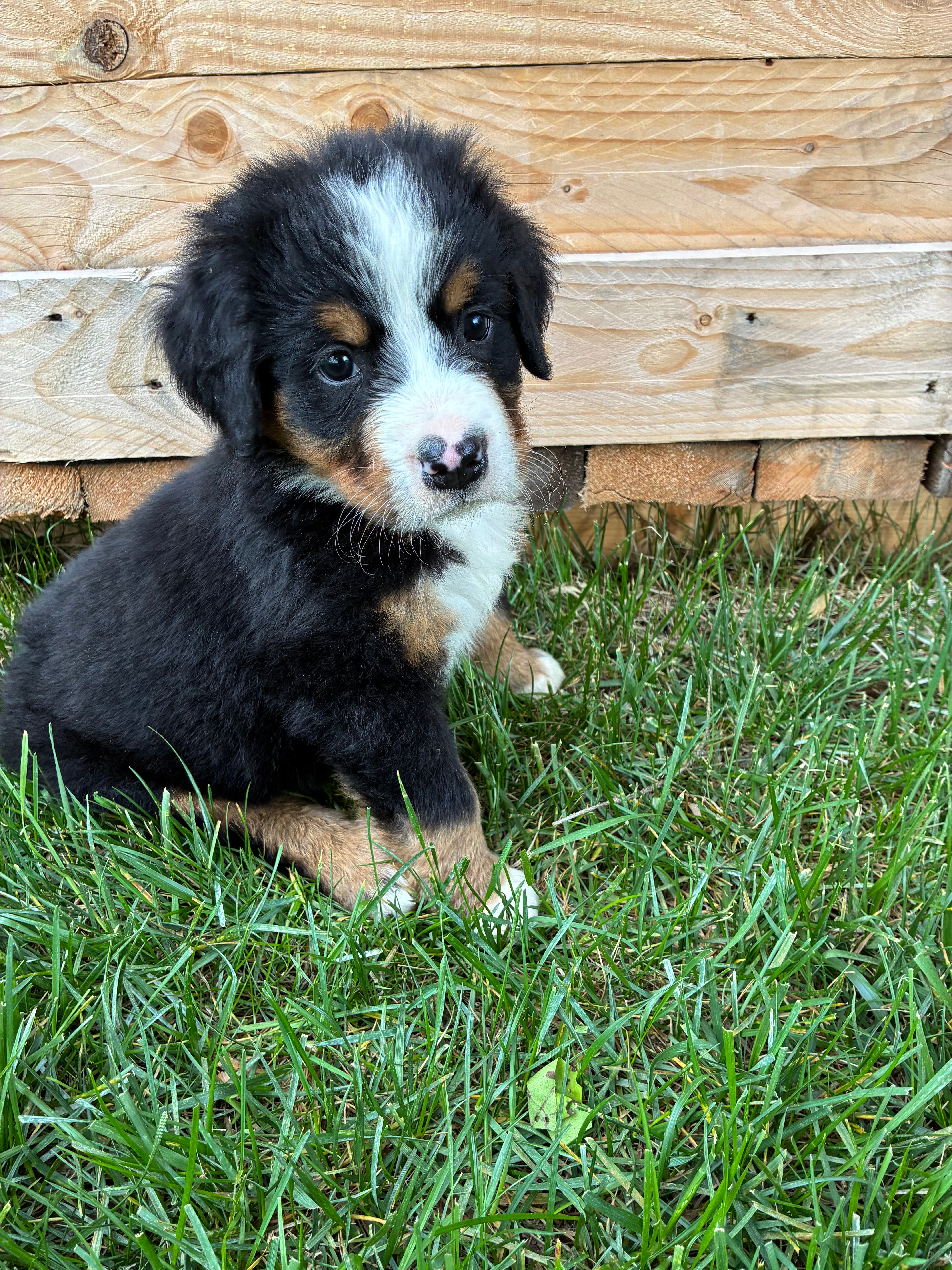 Silky – Bernese Mountain Dog puppy for sale in Paradise, PA