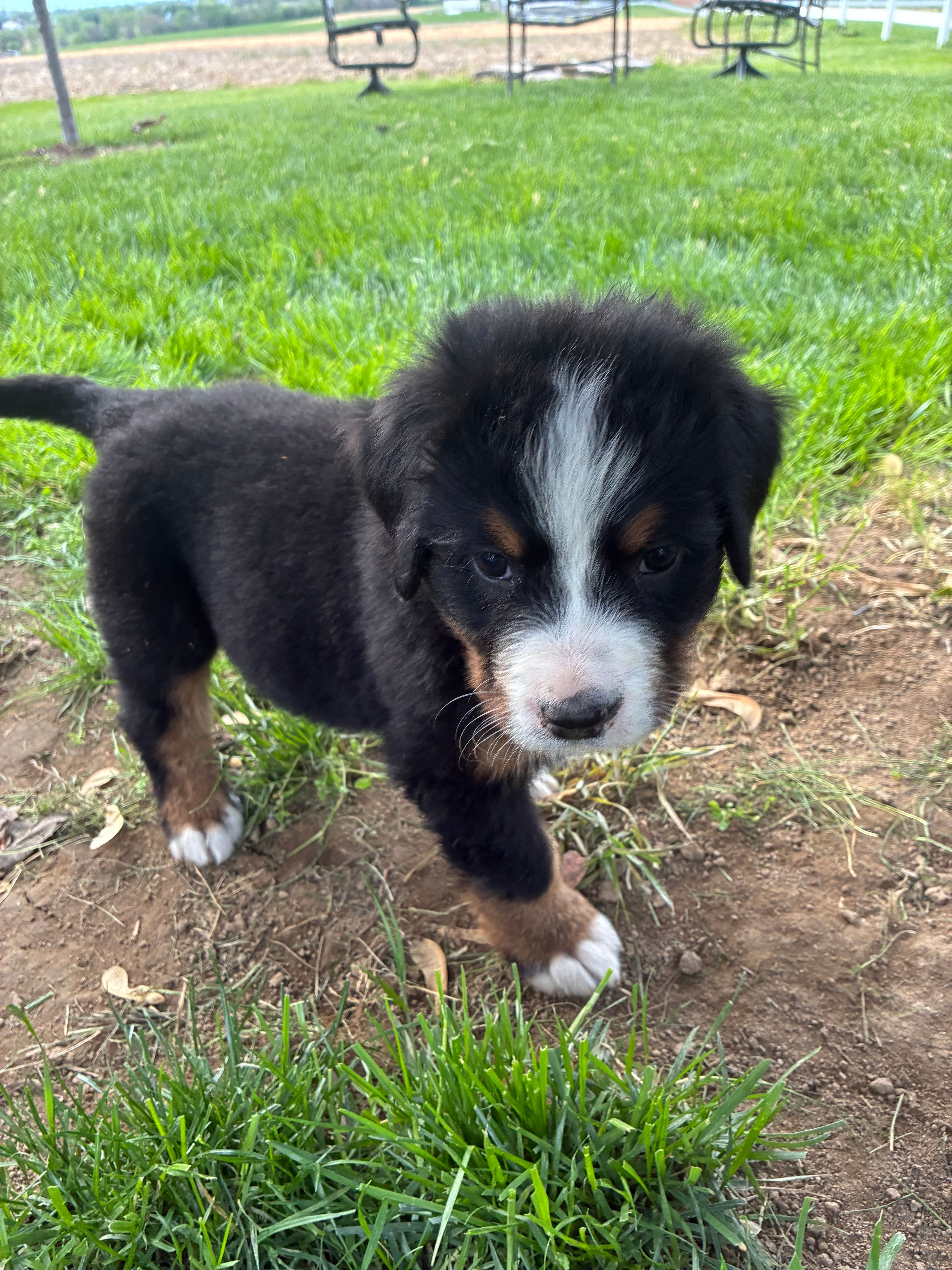 Aurora – Bernese Mountain Dog puppy for sale in Paradise, PA