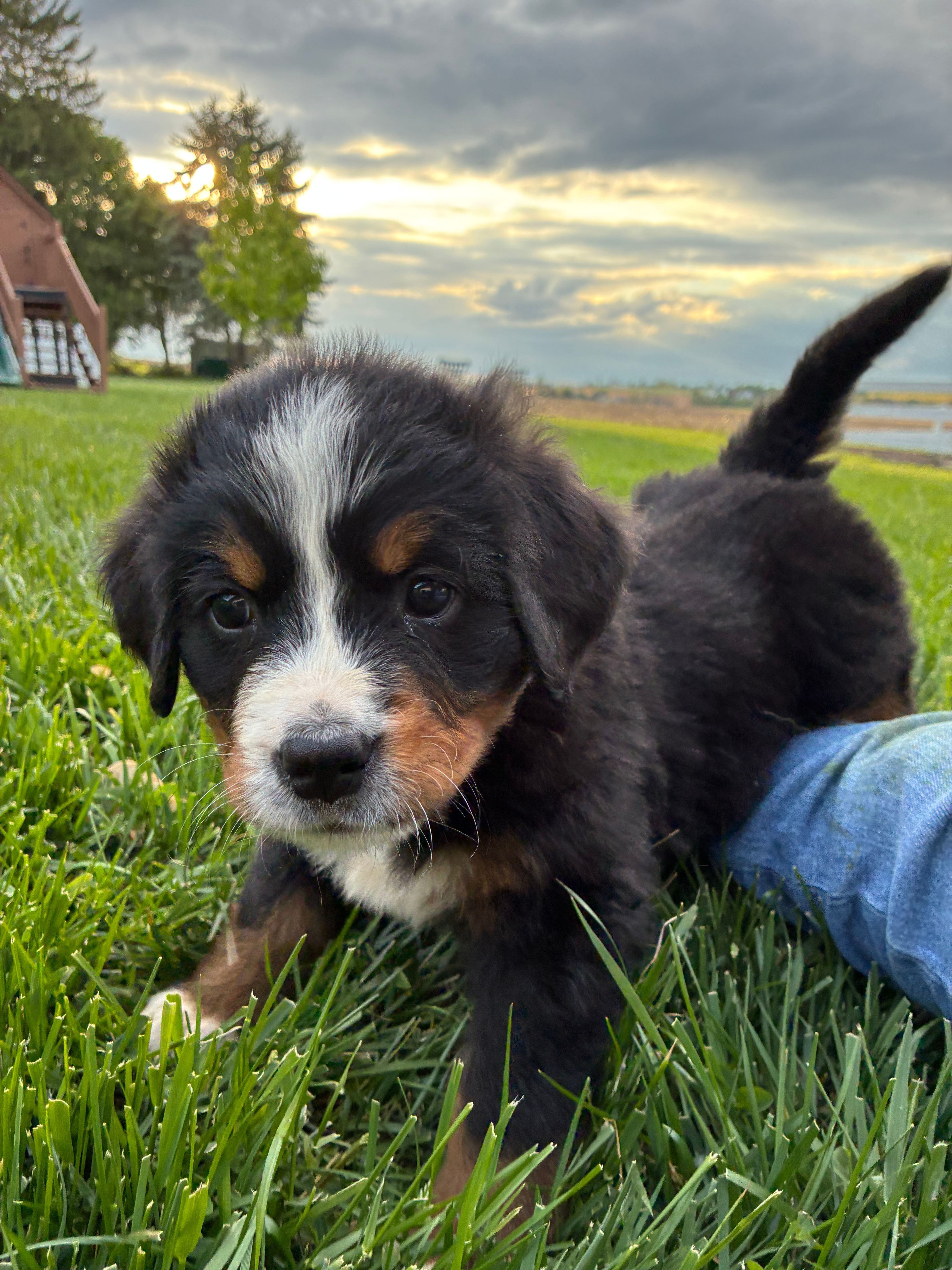 Hope – Bernese Mountain Dog puppy for sale in Paradise, PA