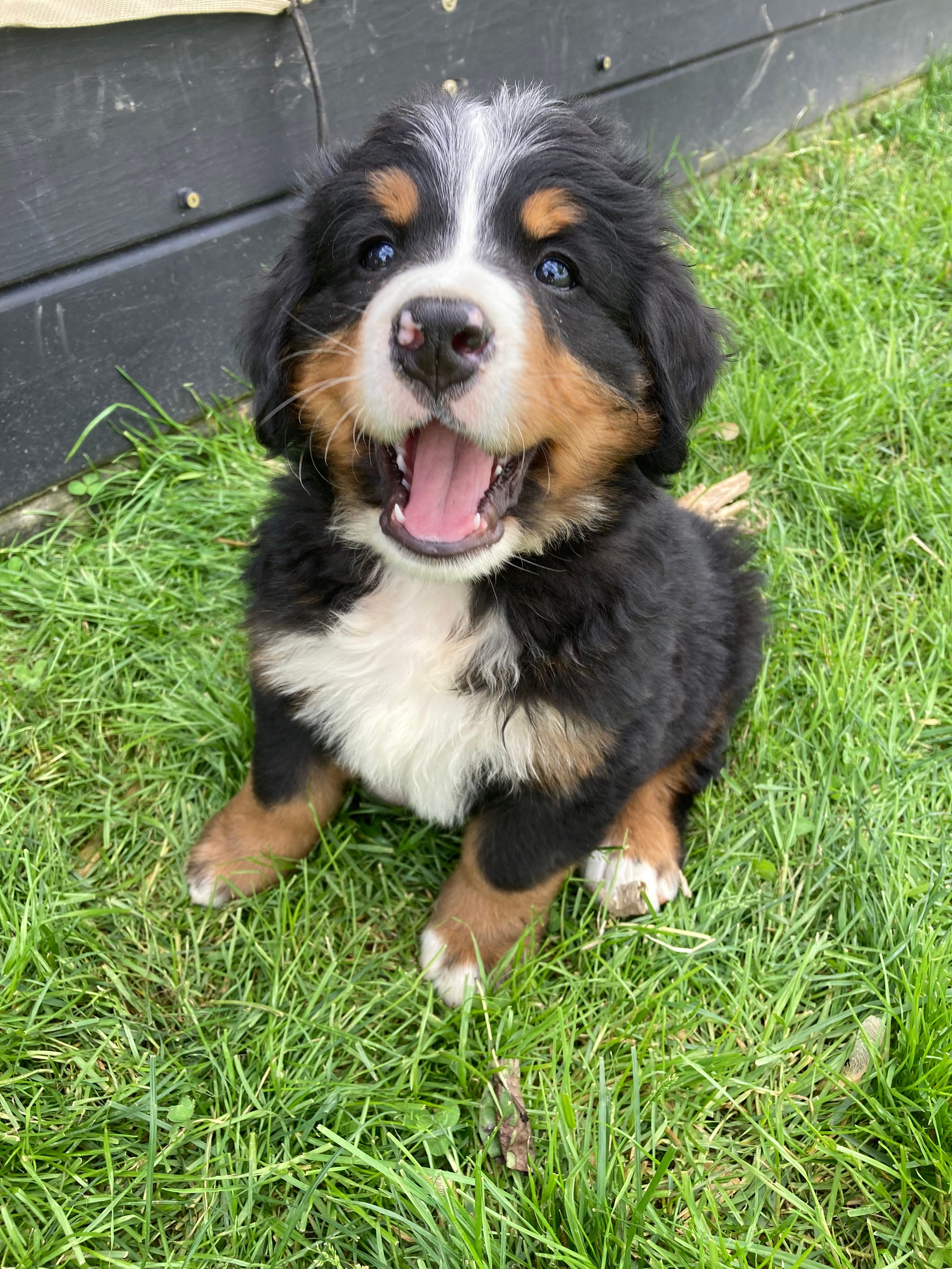 Jerry – Bernese Mountain Dog puppy for sale in Paradise, PA