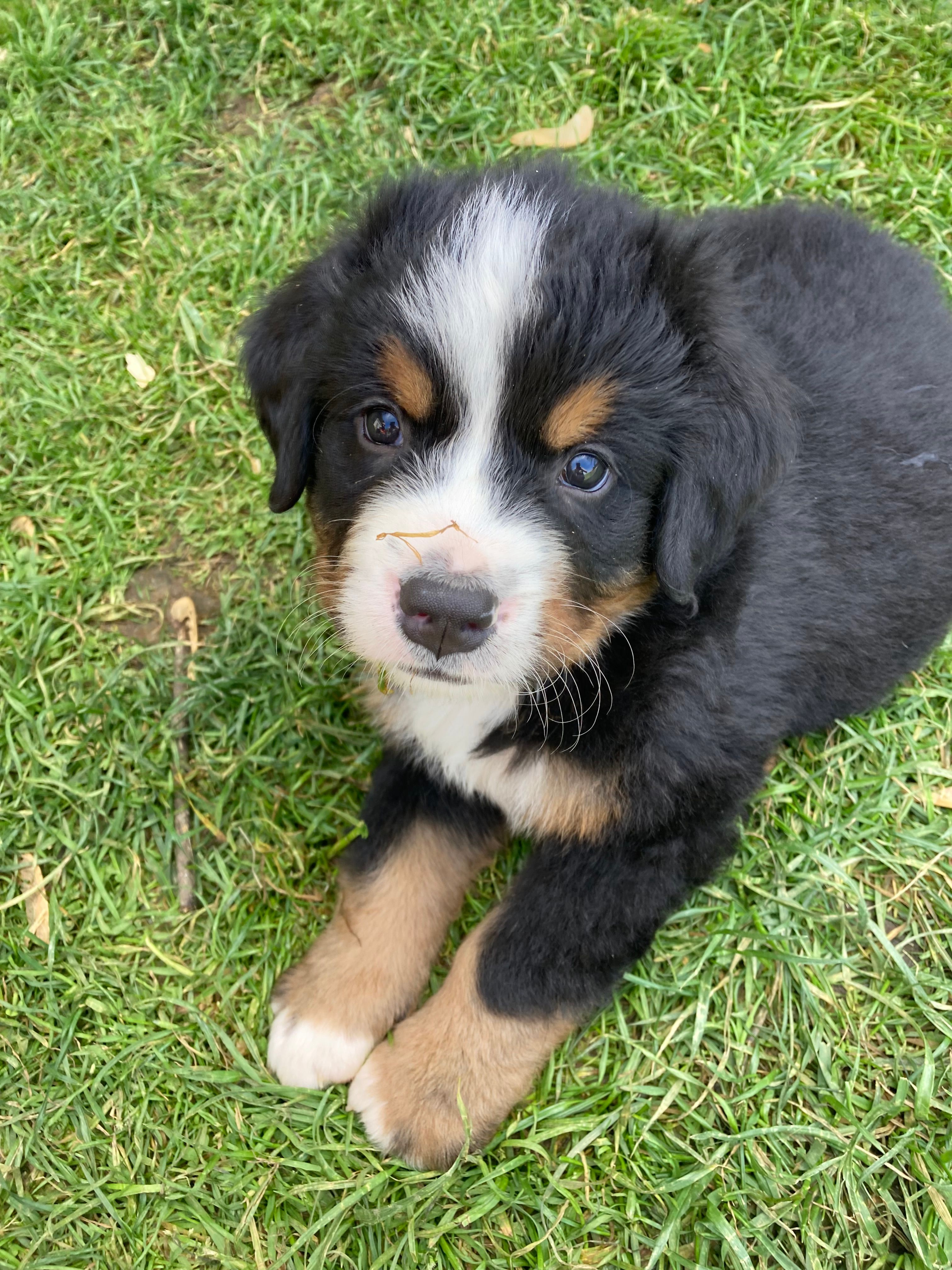 Smudge – Bernese Mountain Dog puppy for sale in Paradise, PA