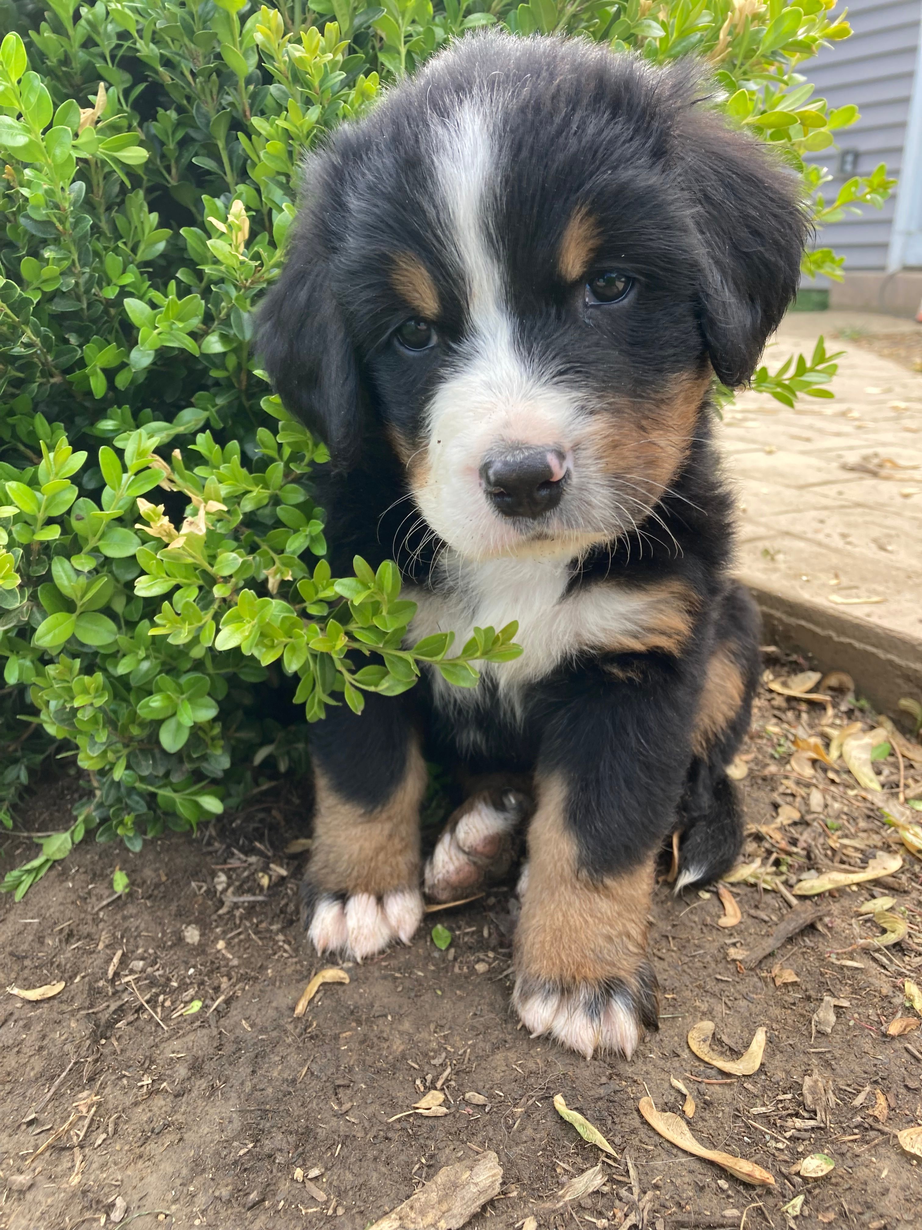 Sicily – Bernese Mountain Dog puppy for sale in Paradise, PA