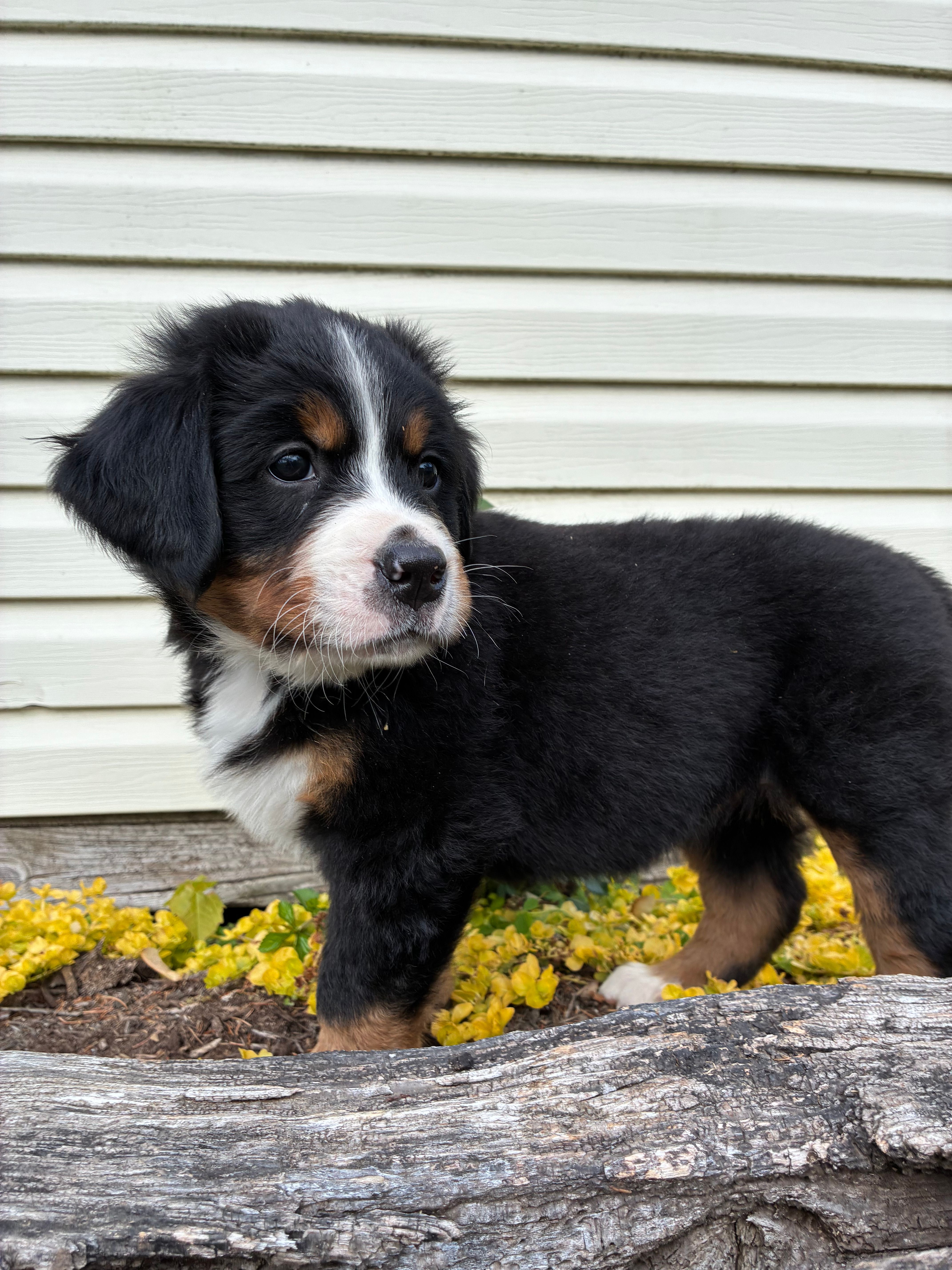 Sash – Bernese Mountain Dog puppy for sale in Paradise, PA