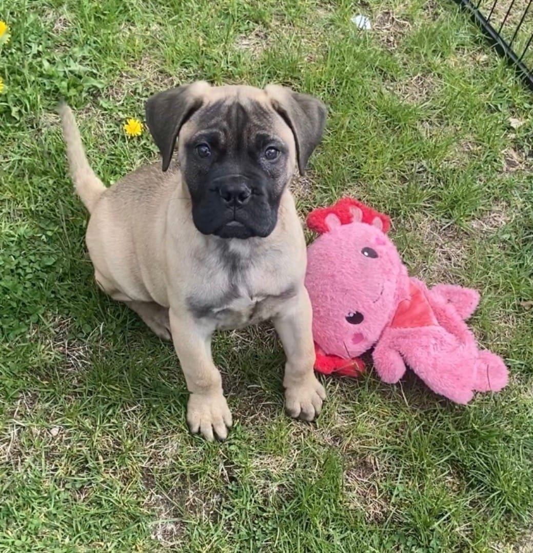 Yellow – Bullmastiff puppy for sale in South Attleboro, MA