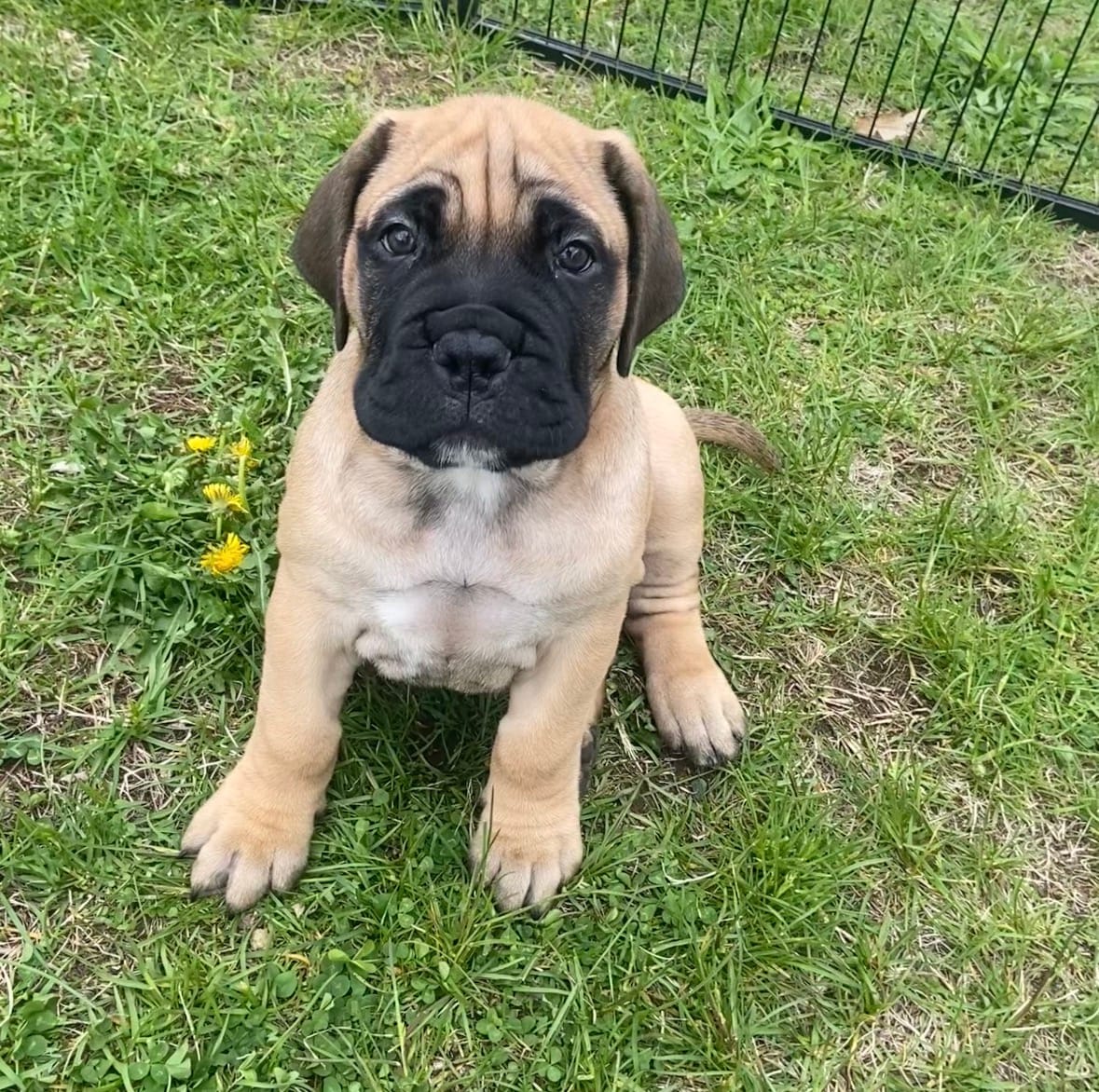 Una – Bullmastiff puppy for sale in South Attleboro, MA