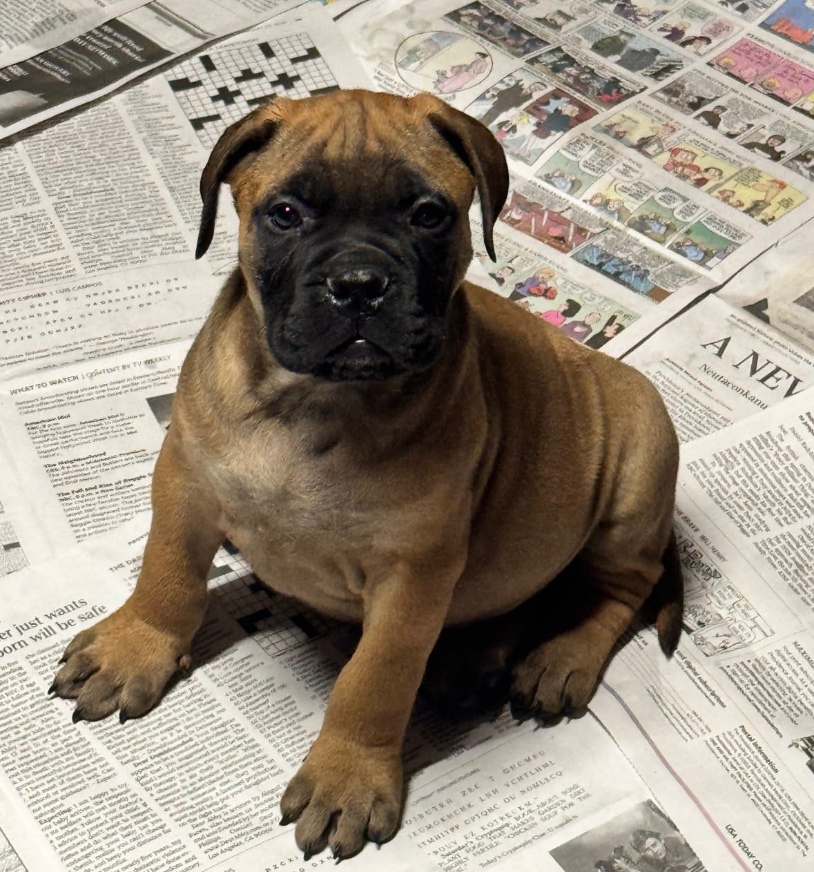 Big Red – Bullmastiff puppy for sale in South Attleboro, MA