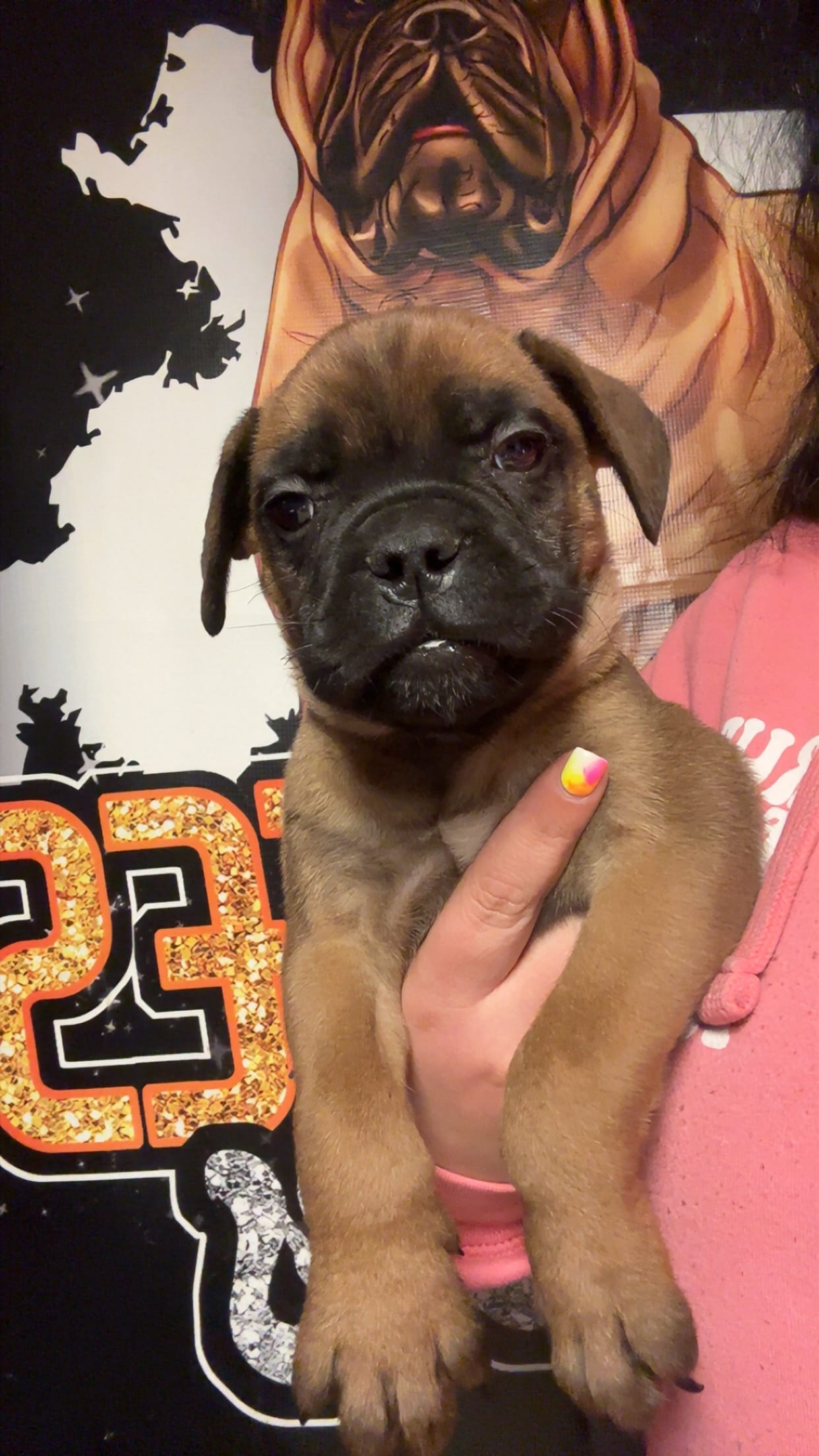 Green boy – Bullmastiff puppy for sale in South Attleboro, MA