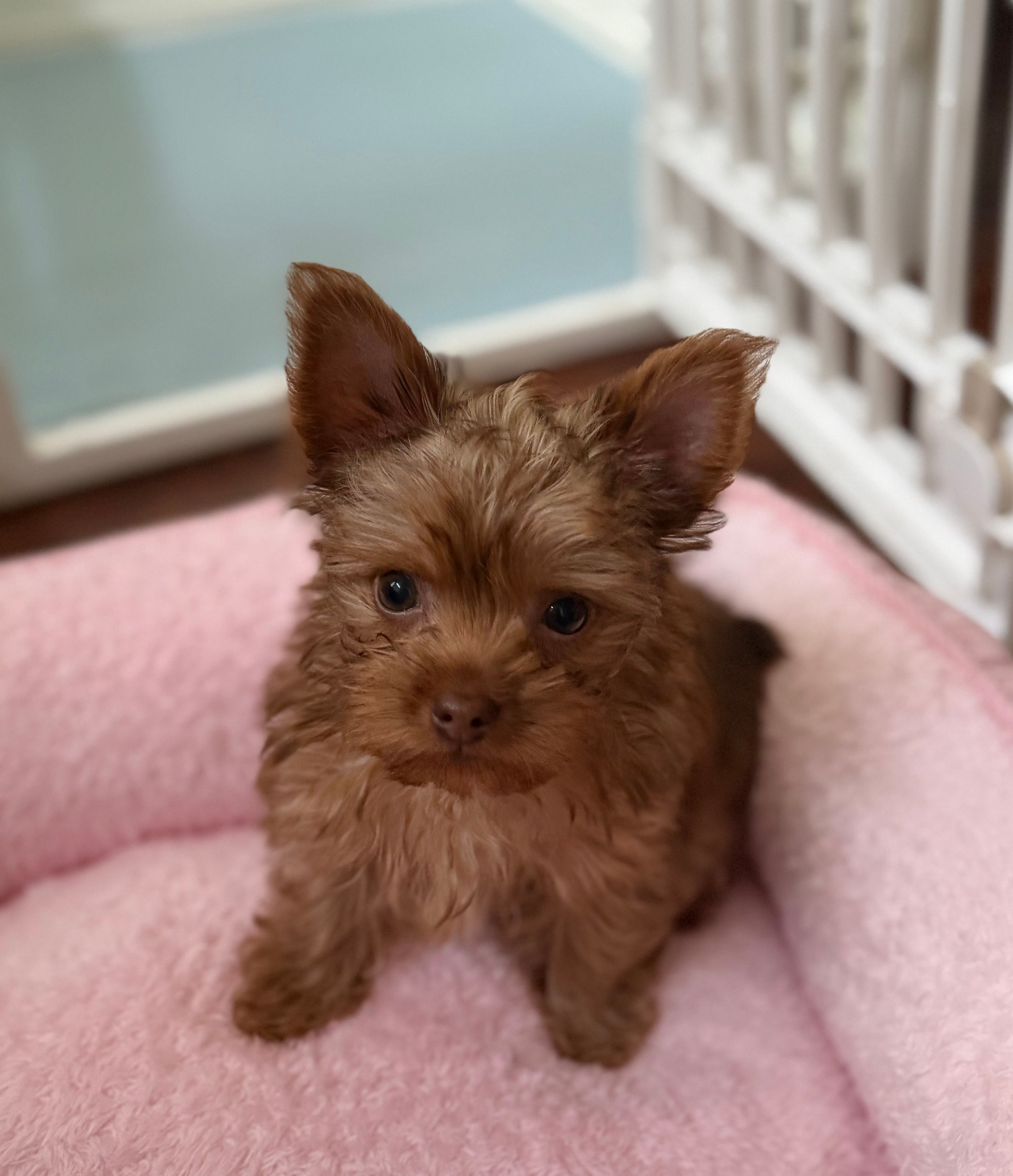 Charlie AKC – Yorkshire Terrier puppy for sale in Roseville, CA