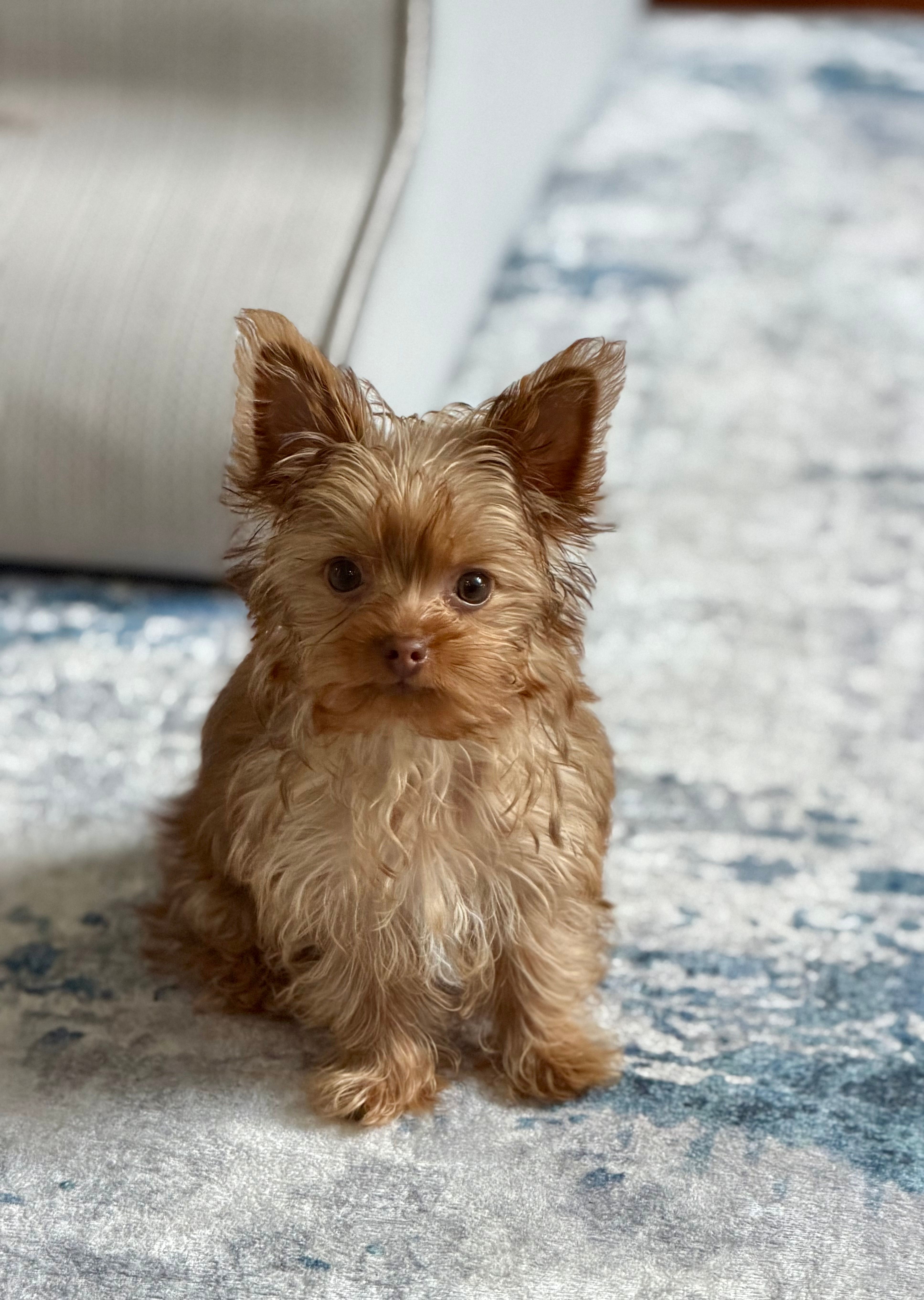 Charlie (AKC)T-cup – Yorkshire Terrier puppy for sale in Roseville, CA