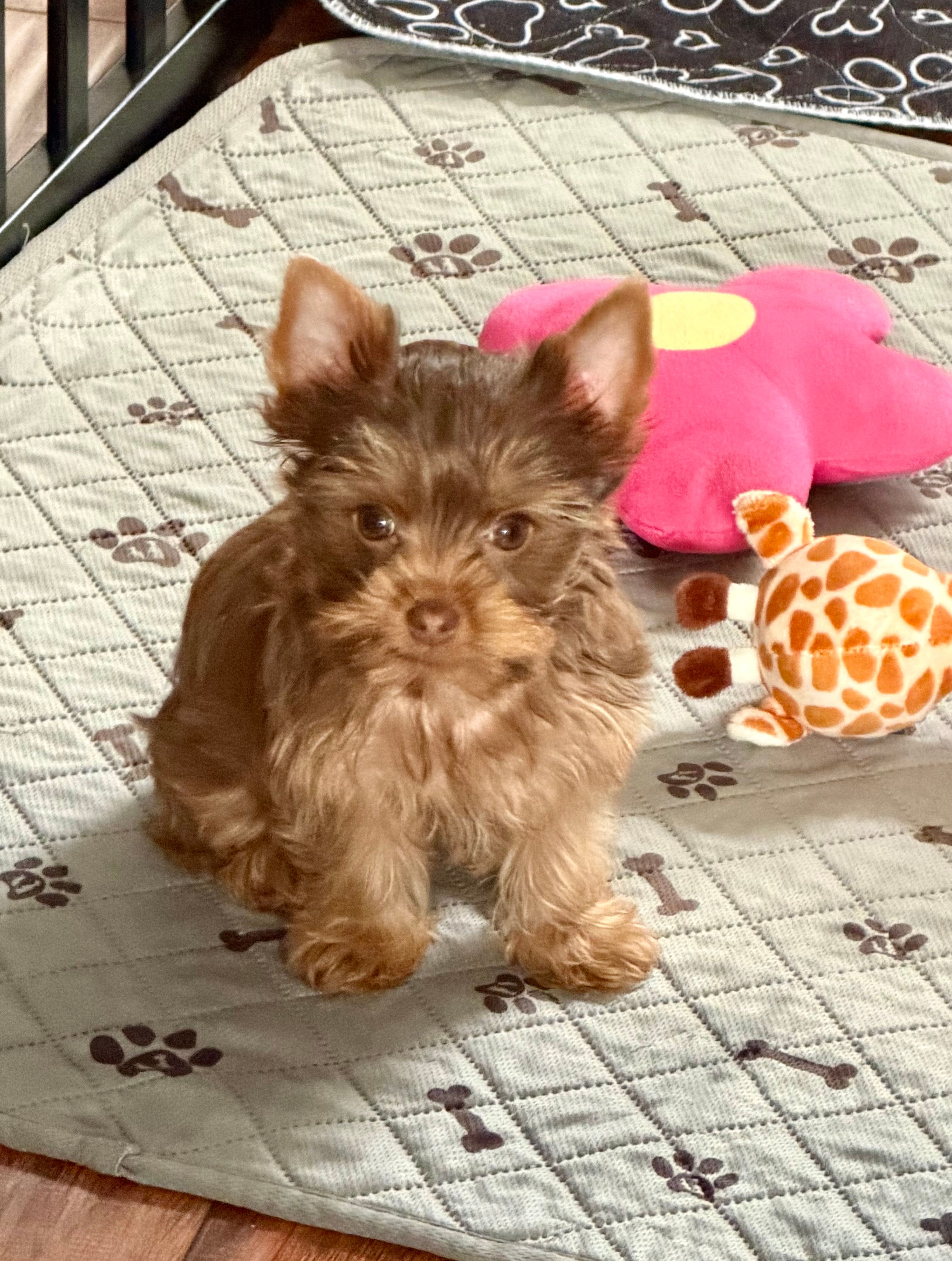 Gucci (AKC) – Yorkshire Terrier puppy for sale in Roseville, CA