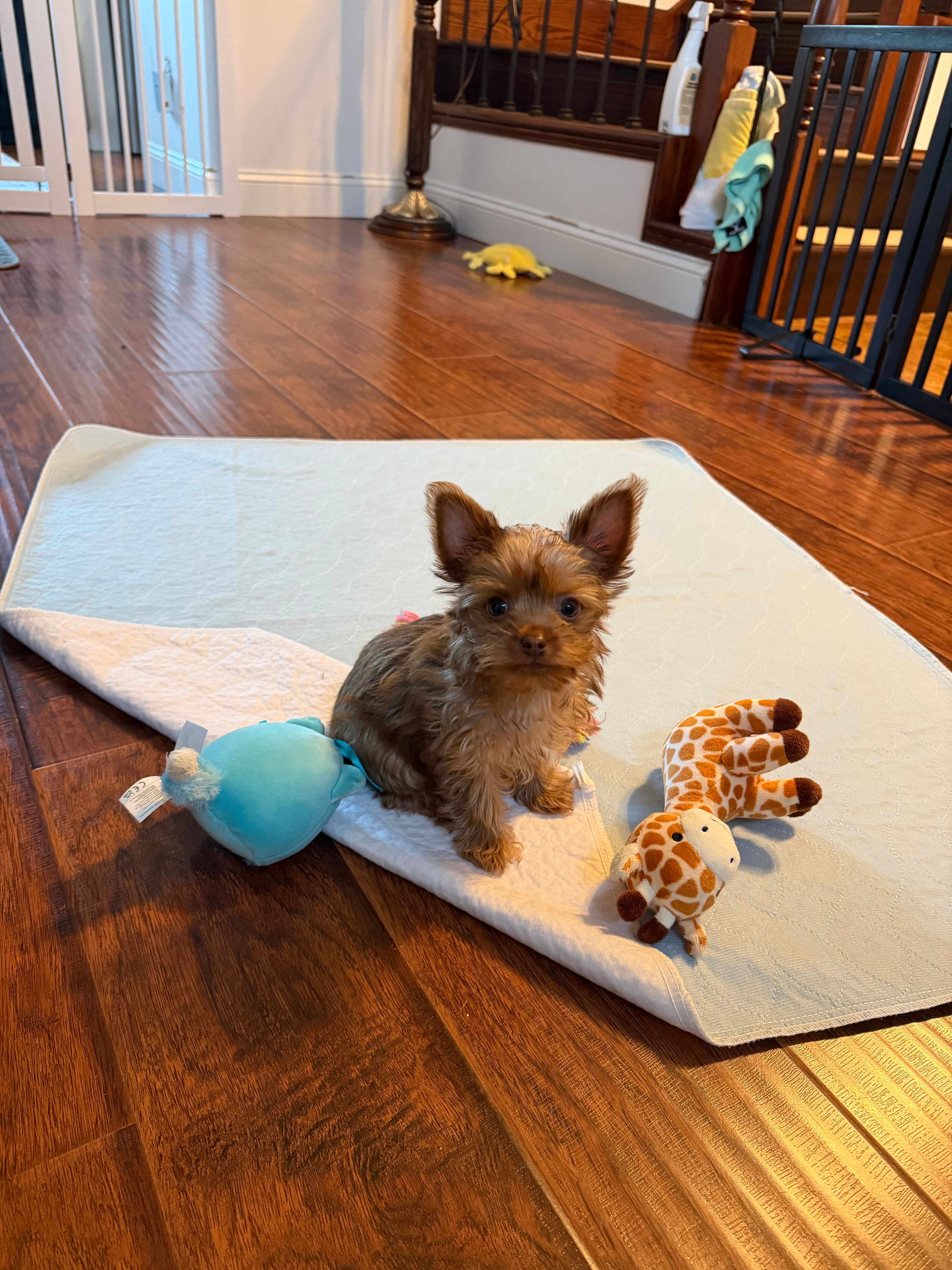 Charlie (AKC)T-cup – Yorkshire Terrier puppy for sale in Roseville, CA