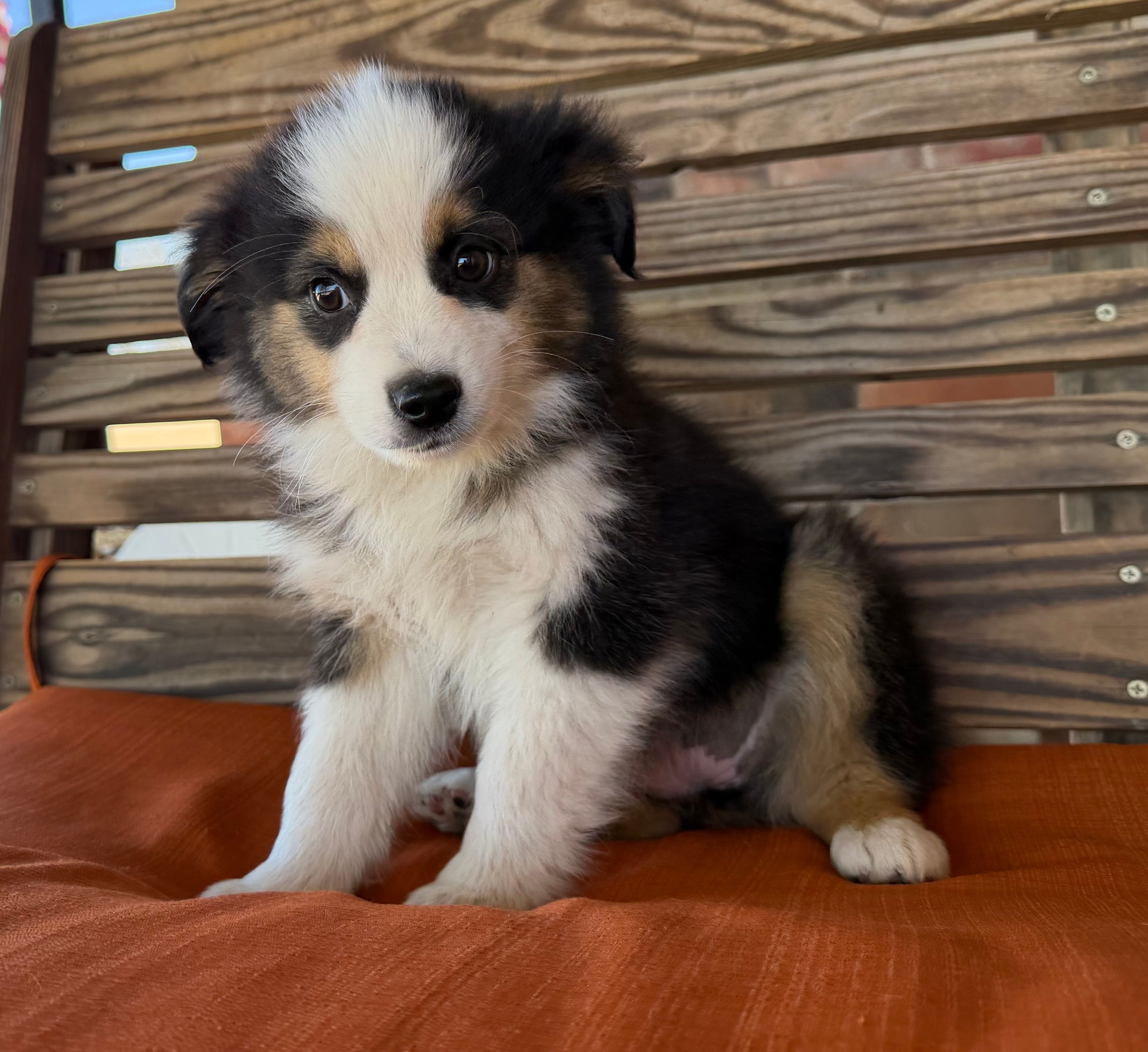 Remi – Miniature Australian Shepherd puppy for sale in Honey Grove, TX