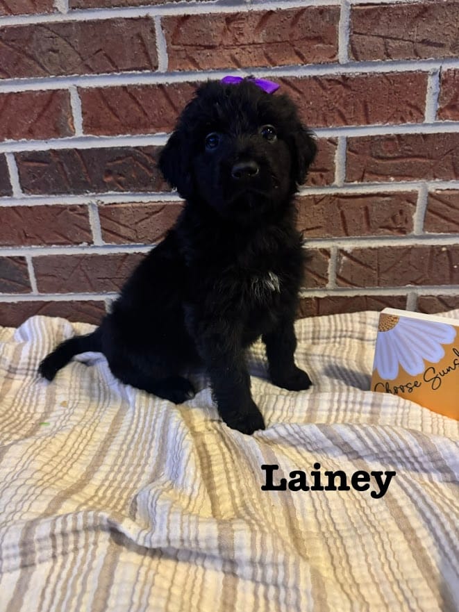 Lainey  – Bernedoodle puppy for sale in Marion, VA