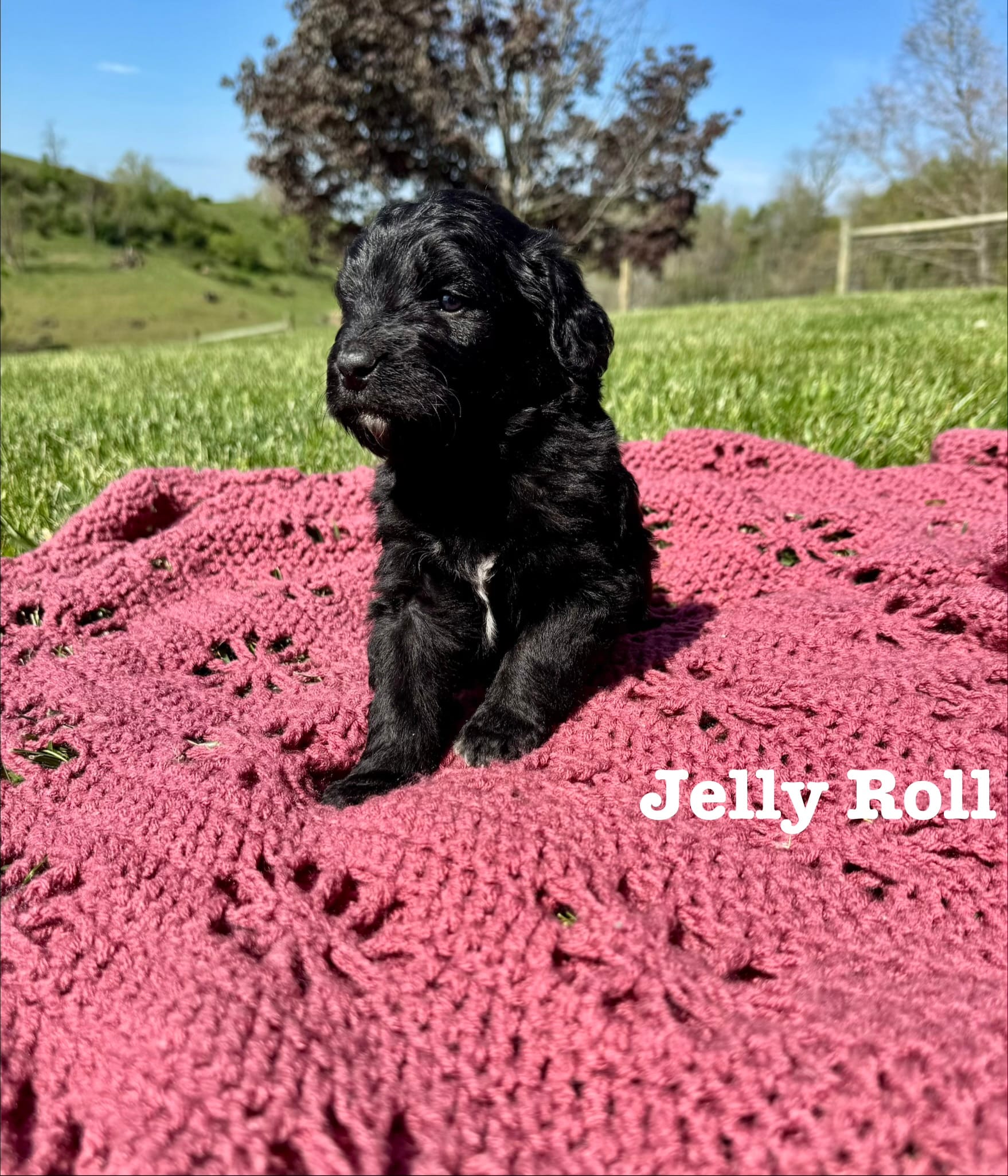 Jelly Roll – Bernedoodle puppy on hold in Marion, VA