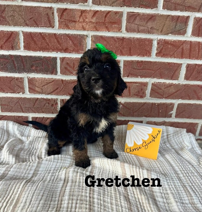 Gretchen – Bernedoodle puppy for sale in Marion, VA