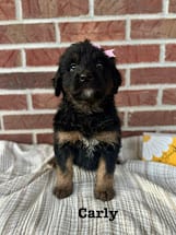Carly – Bernedoodle puppy for sale in Marion, VA