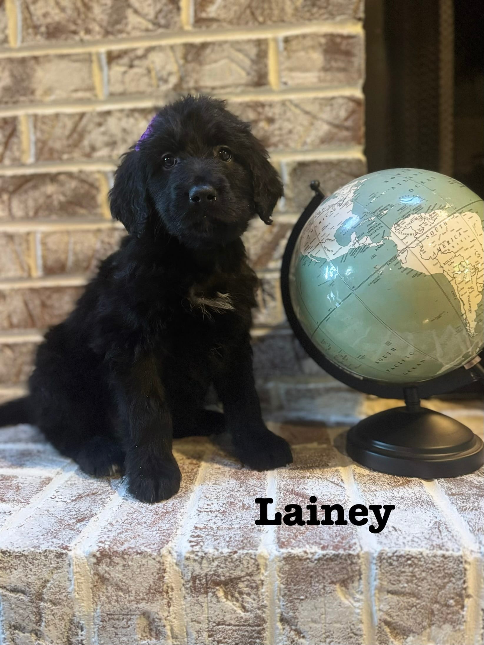 Lainey  – Bernedoodle puppy for sale in Marion, VA