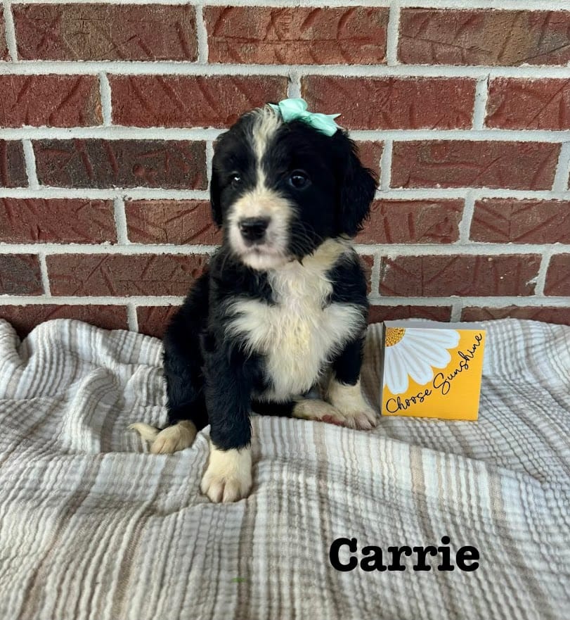 Carrie  – Bernedoodle puppy for sale in Marion, VA