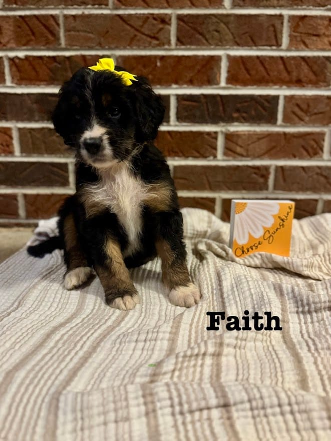 Faith  – Bernedoodle puppy for sale in Marion, VA