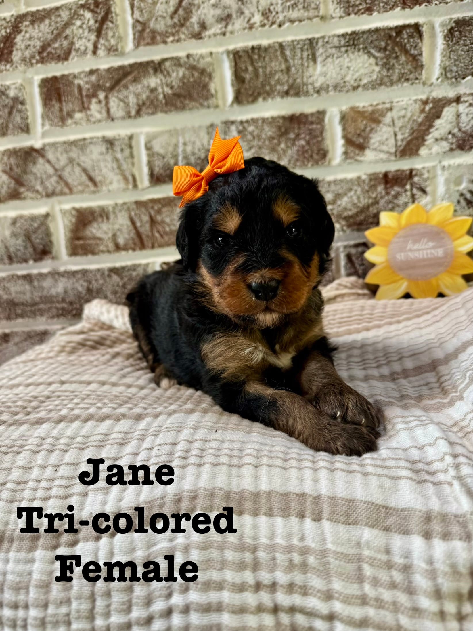 June  – Bernedoodle puppy on hold in Marion, VA