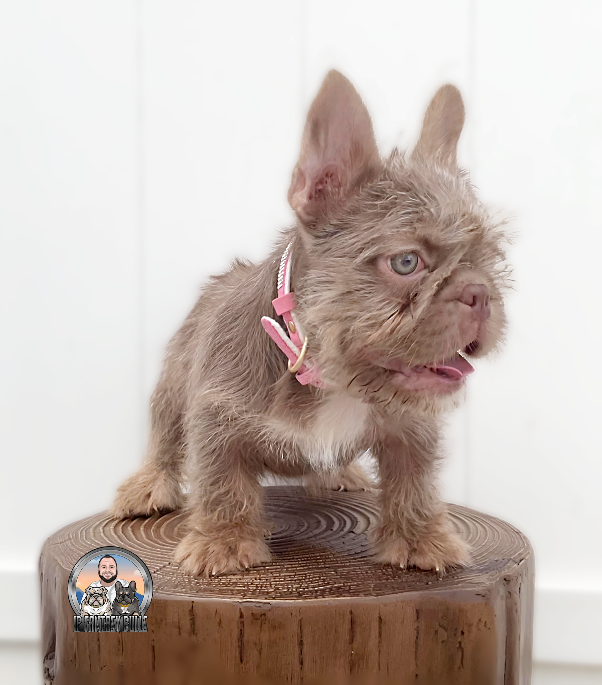 ALEXA (FLOODLE) – French Bulldog puppy for sale in Lehigh Acres, FL