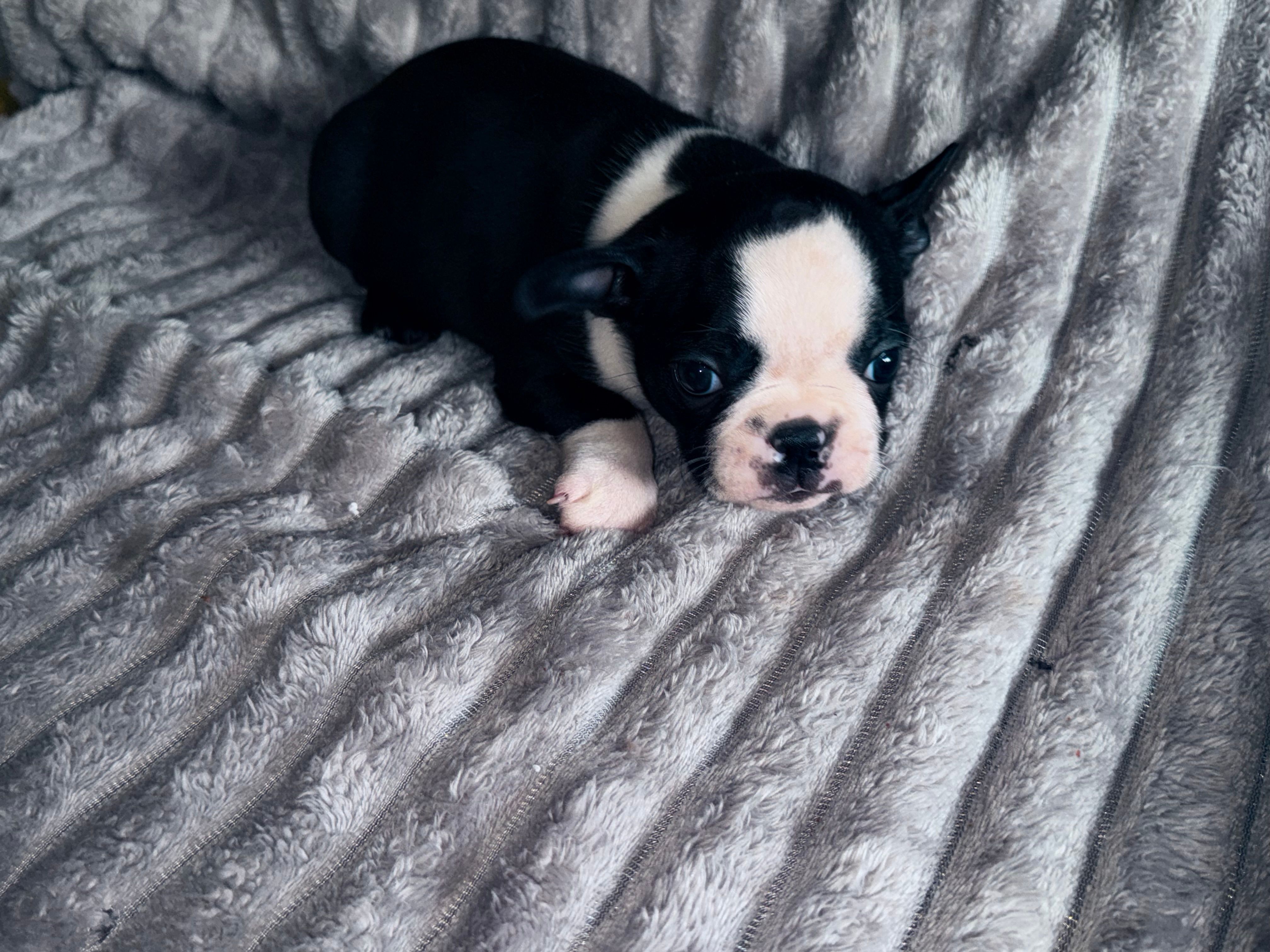 Max  – Boston Terrier puppy for sale in Lakeland, FL