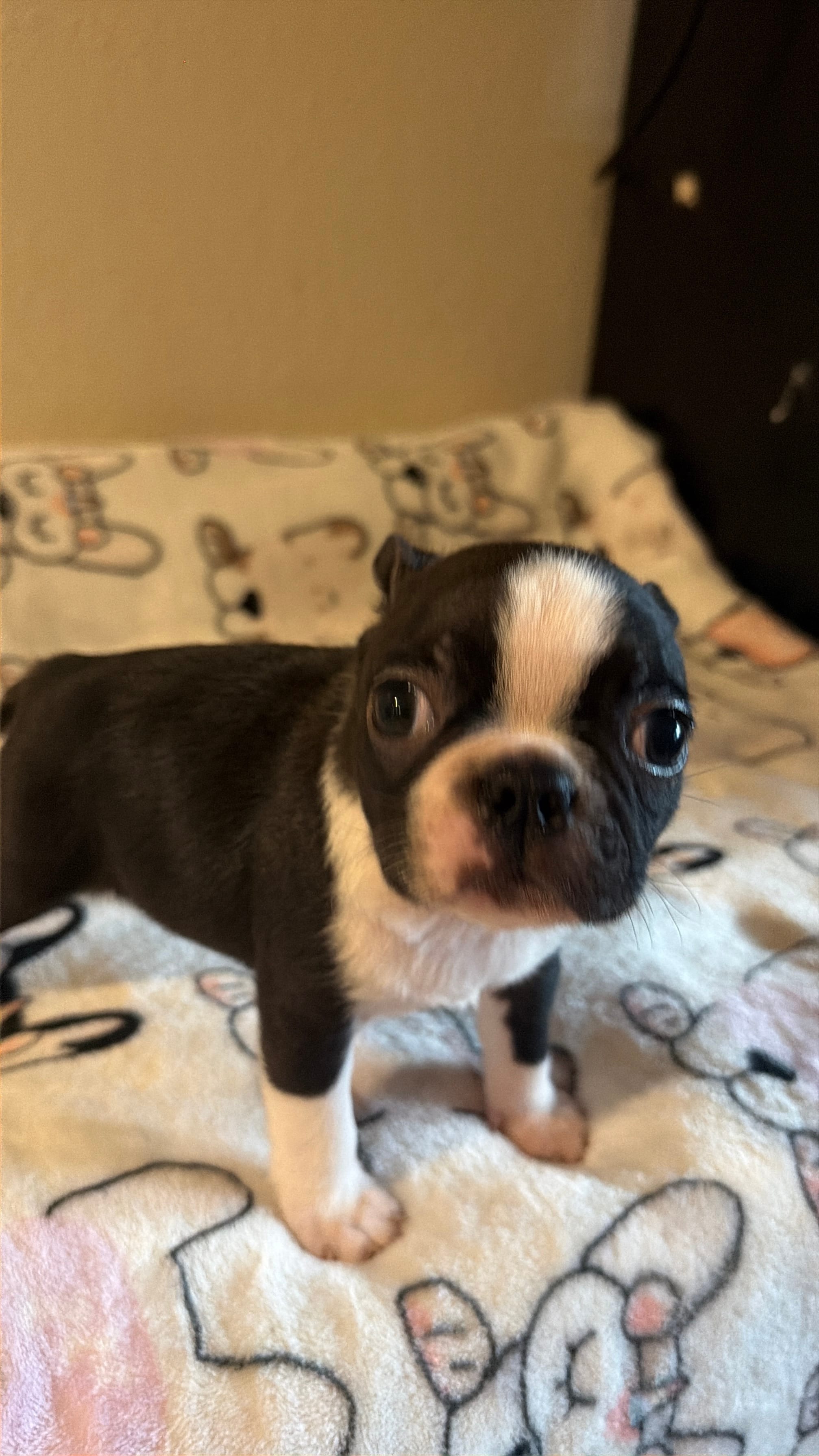 Buster – Boston Terrier puppy for sale in Lakeland, FL