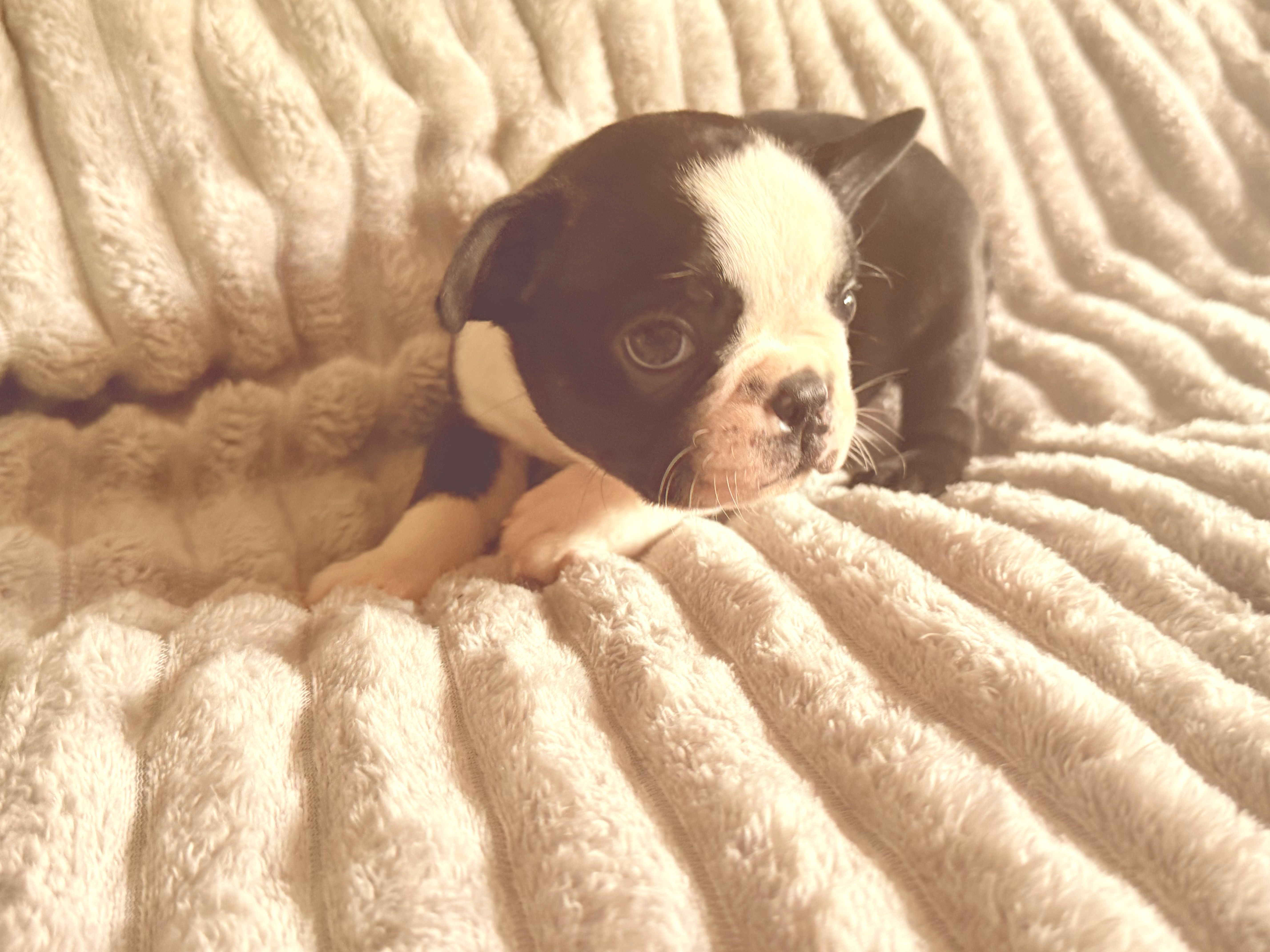 Milo – Boston Terrier puppy for sale in Lakeland, FL