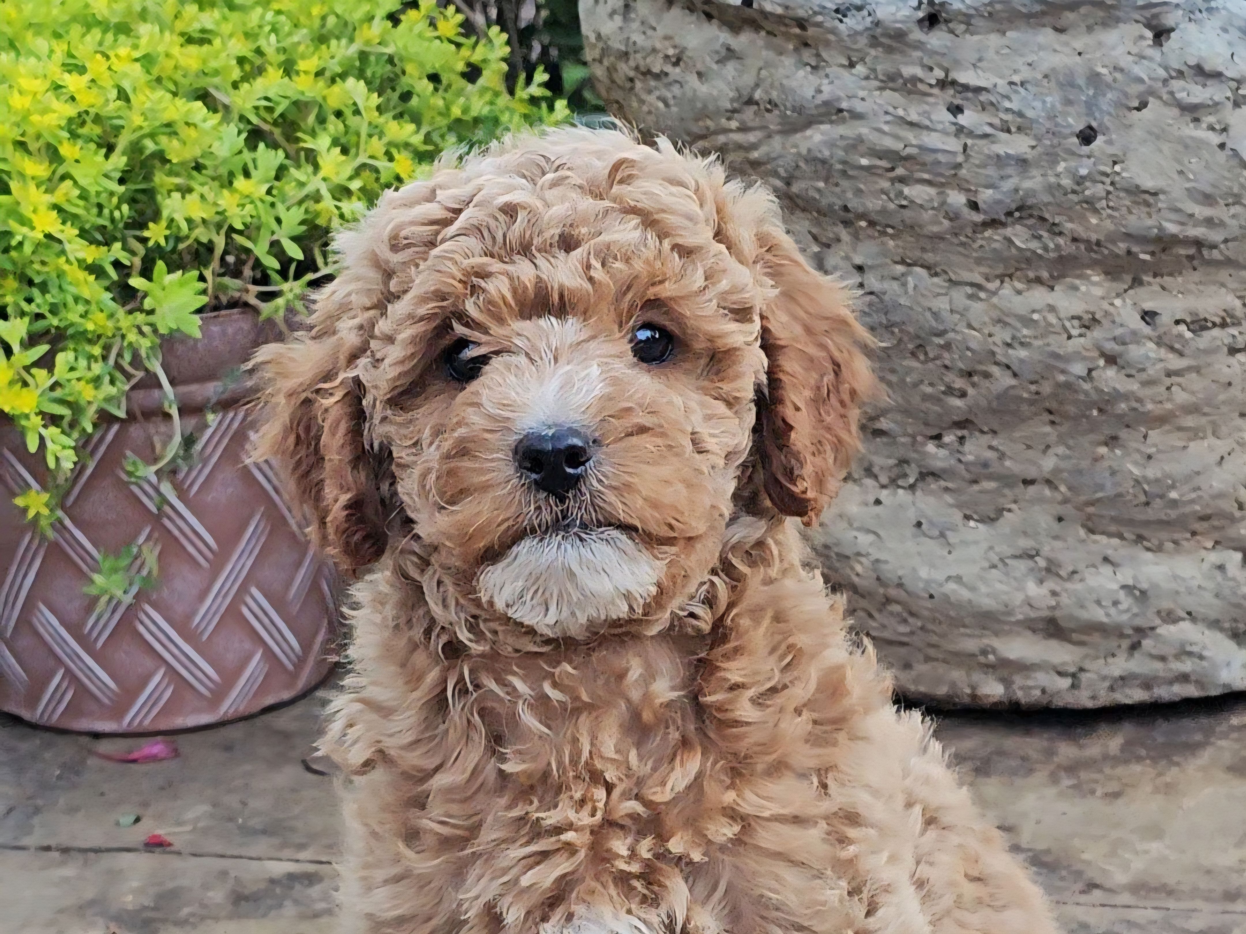 Reggie – Cavapoo puppy for sale in Charlottesville, VA