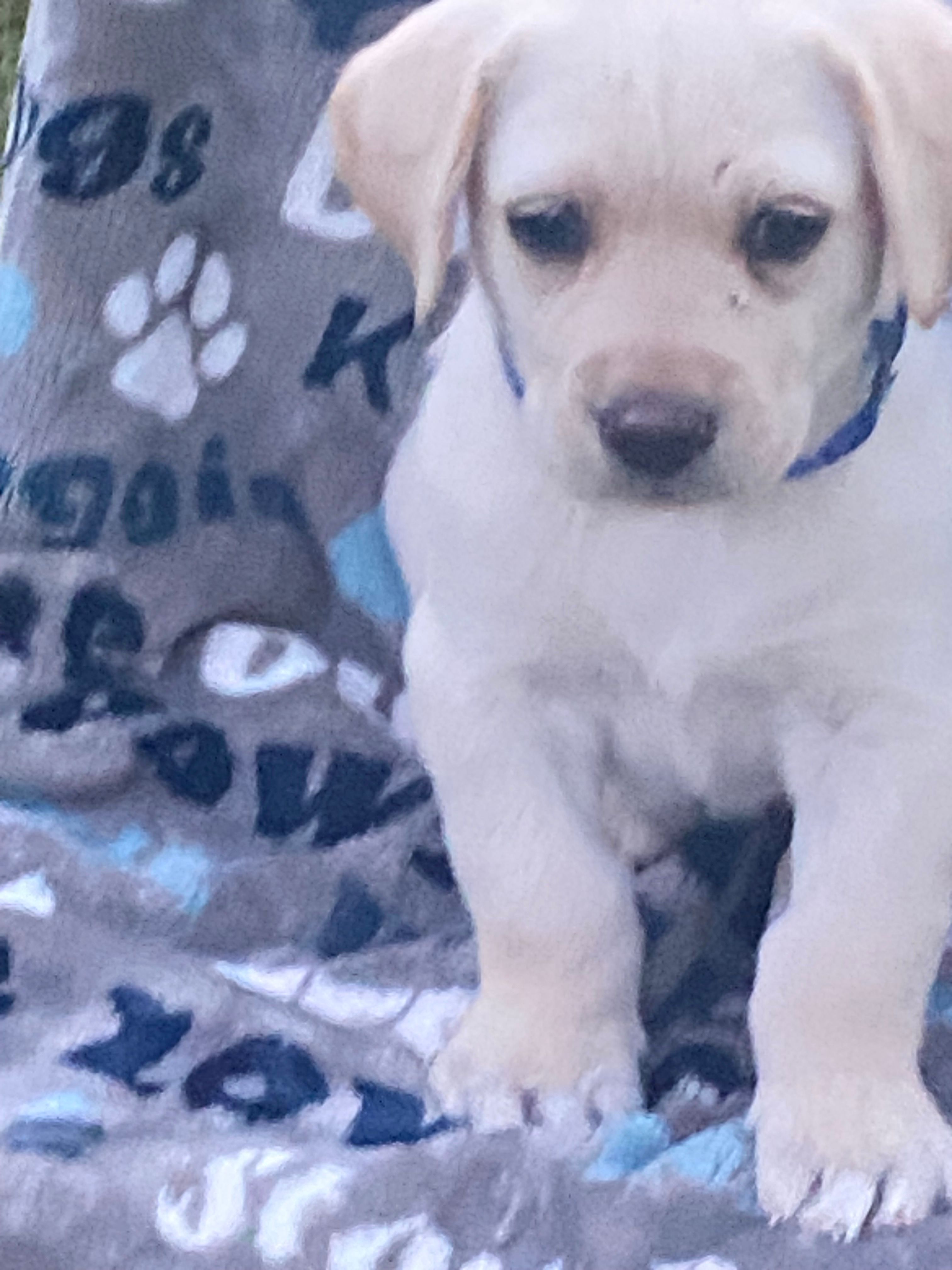 Labrador – Labrador Retriever puppy for sale in Lindsay, CA