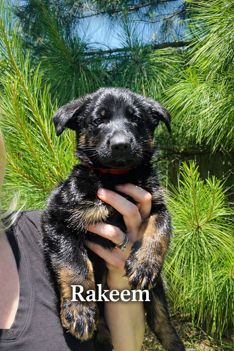 Ransom – German Shepherd Dog puppy for sale in Tyler, TX