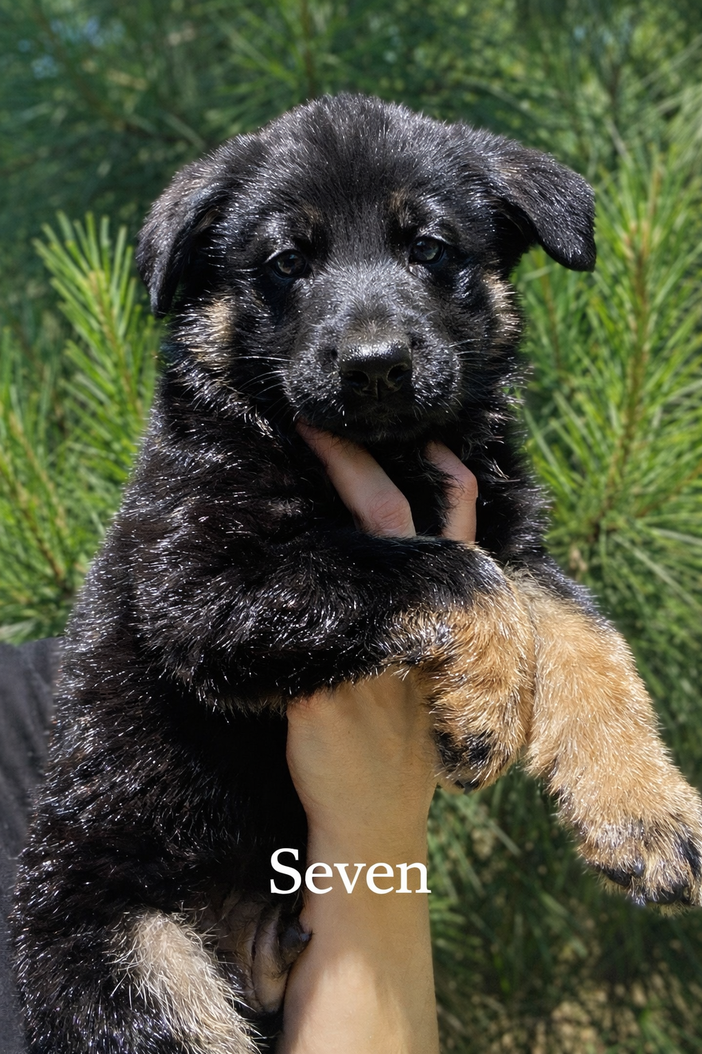 Rakeem  – German Shepherd Dog puppy for sale in Tyler, TX
