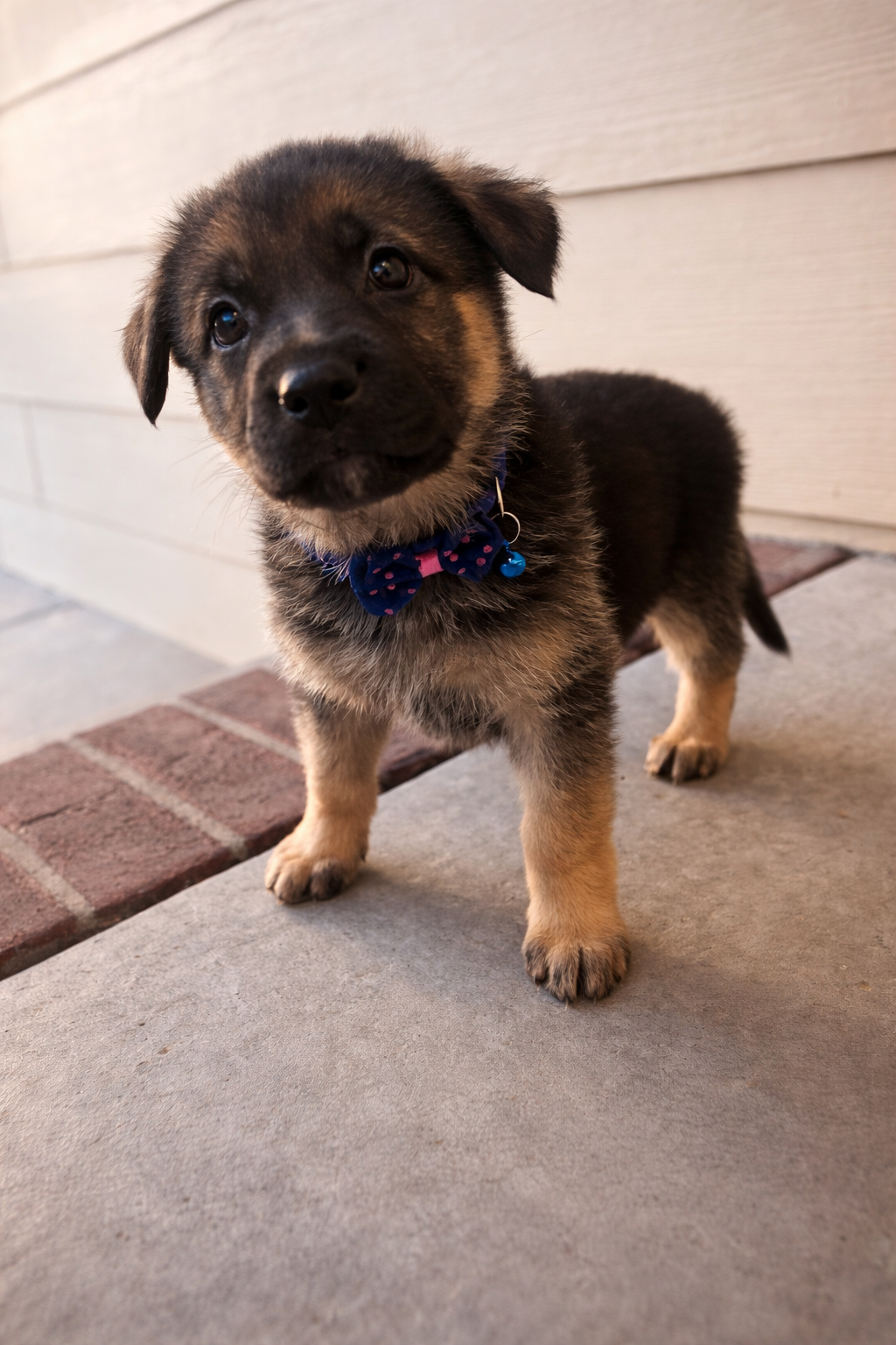 Daisy – German Shepherd Dog puppy for sale in Wichita, KS