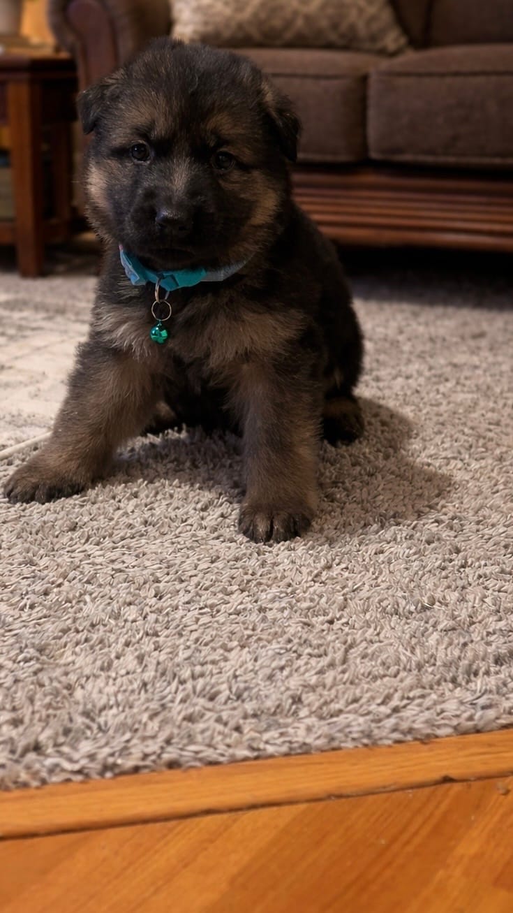 Teddy – German Shepherd Dog puppy for sale in Wichita, KS