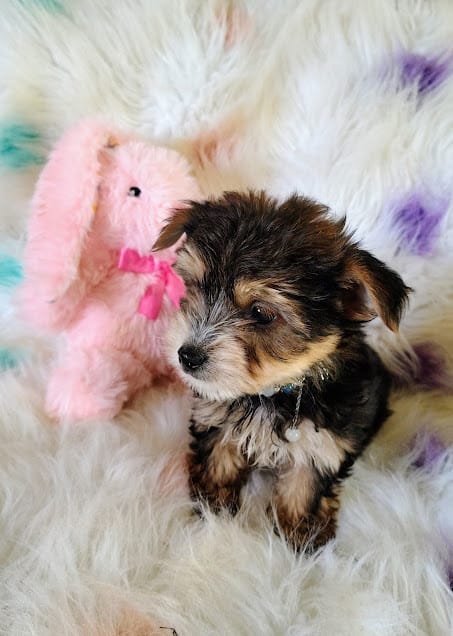 Willey – Yorkshire Terrier puppy for sale in Limestone, TN