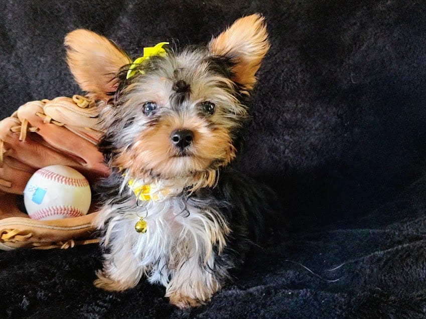Chico – Yorkshire Terrier puppy for sale in Limestone, TN