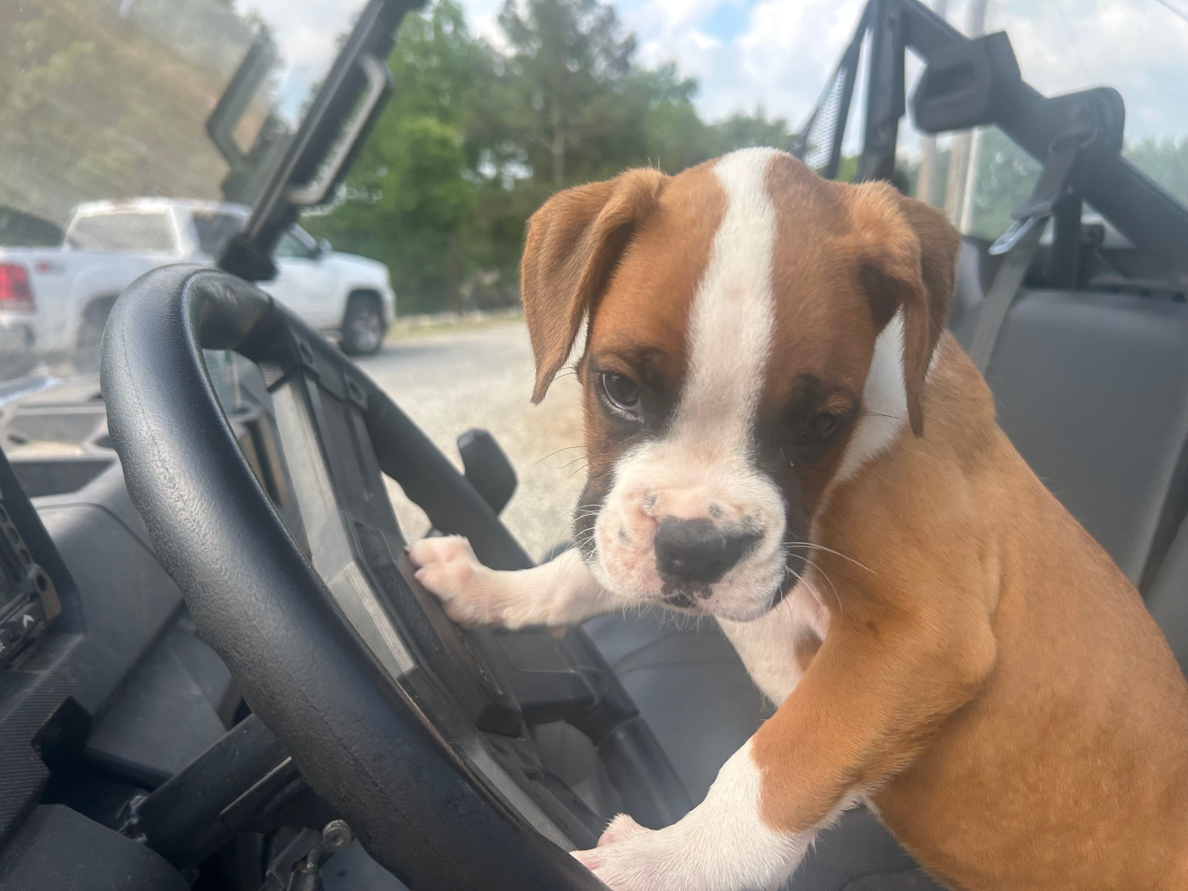 Royal – Boxer puppy for sale in Allons, TN