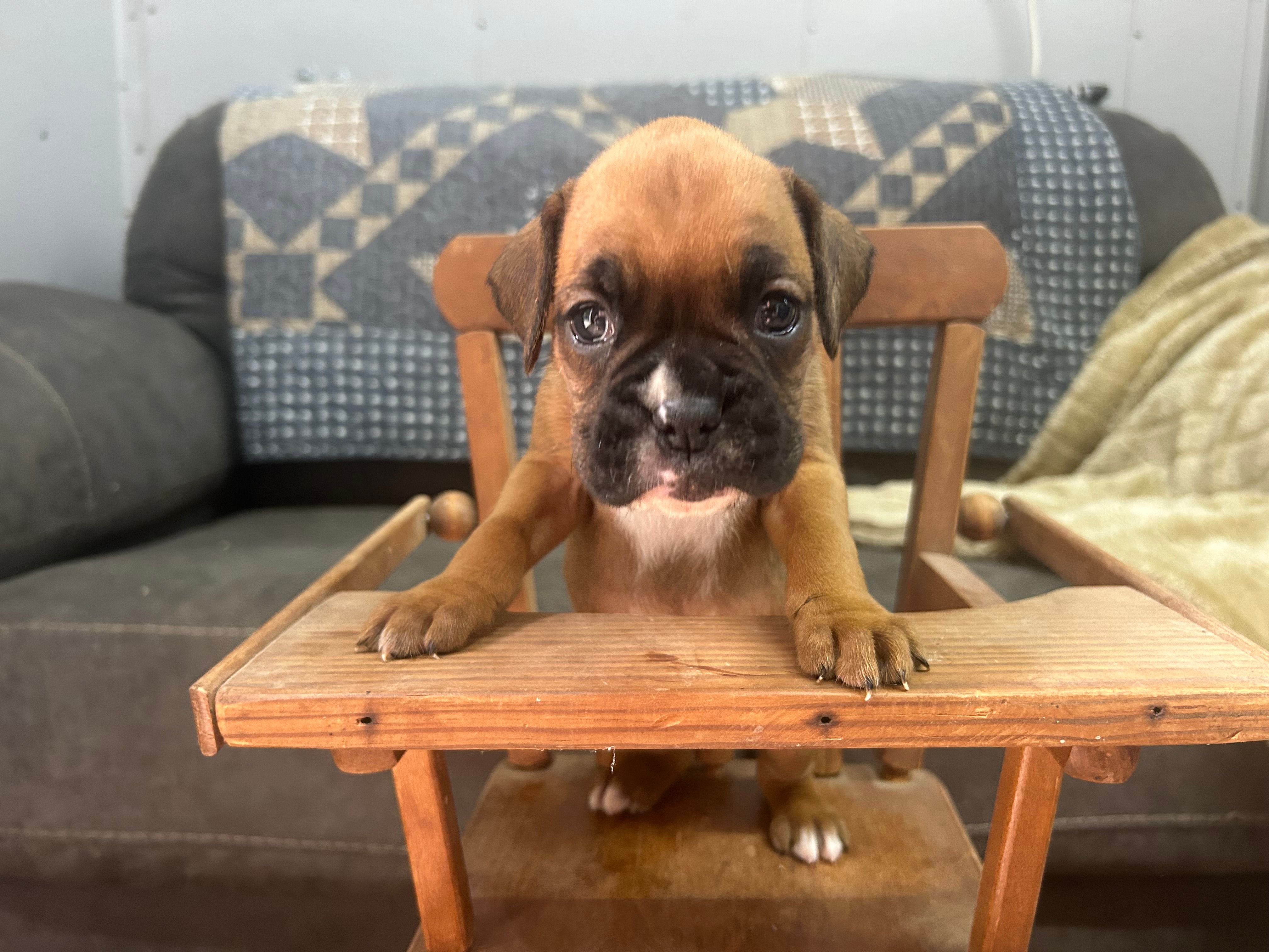 Vega – Boxer puppy for sale in Allons, TN