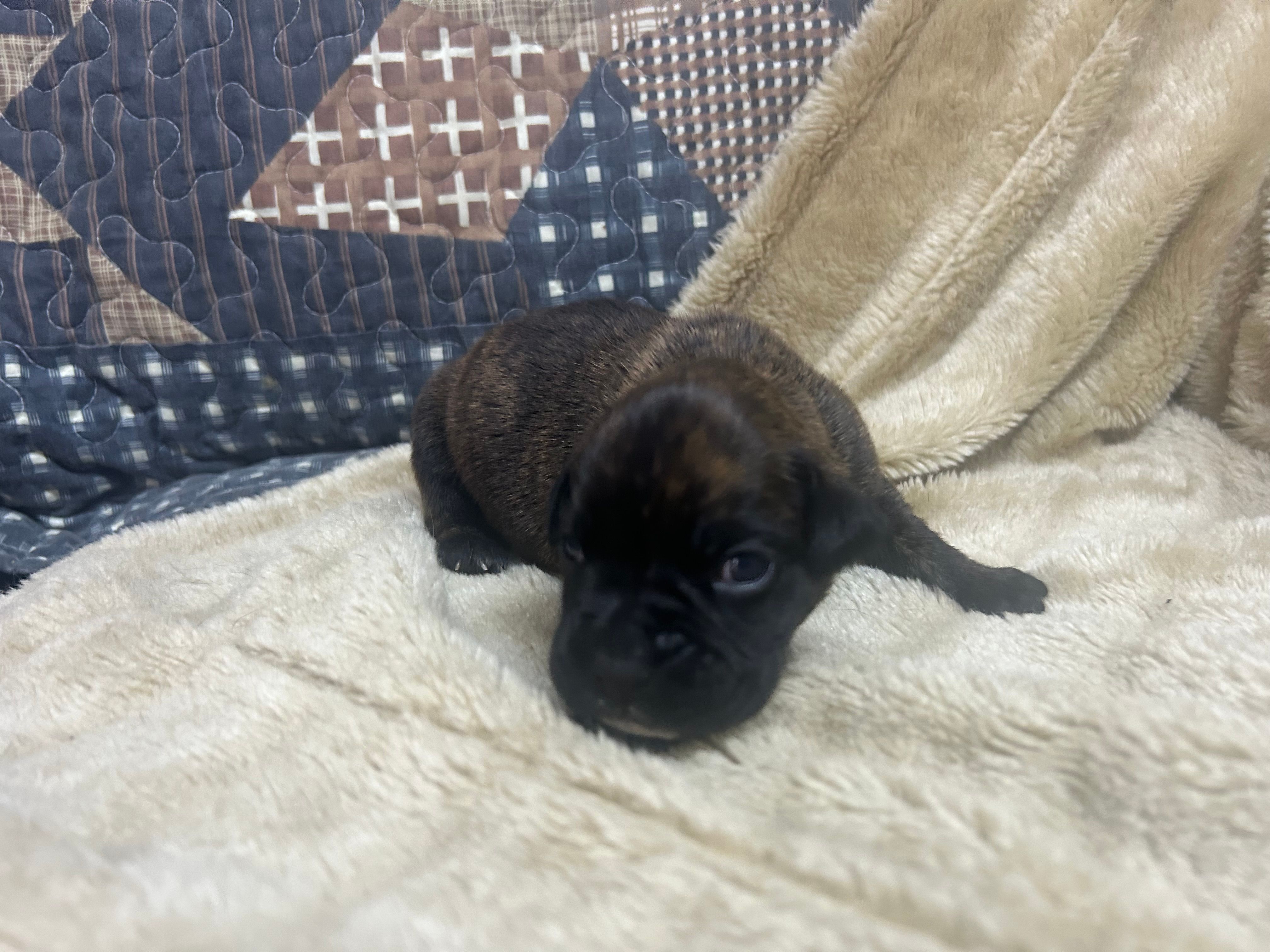 Vette – Boxer puppy for sale in Allons, TN