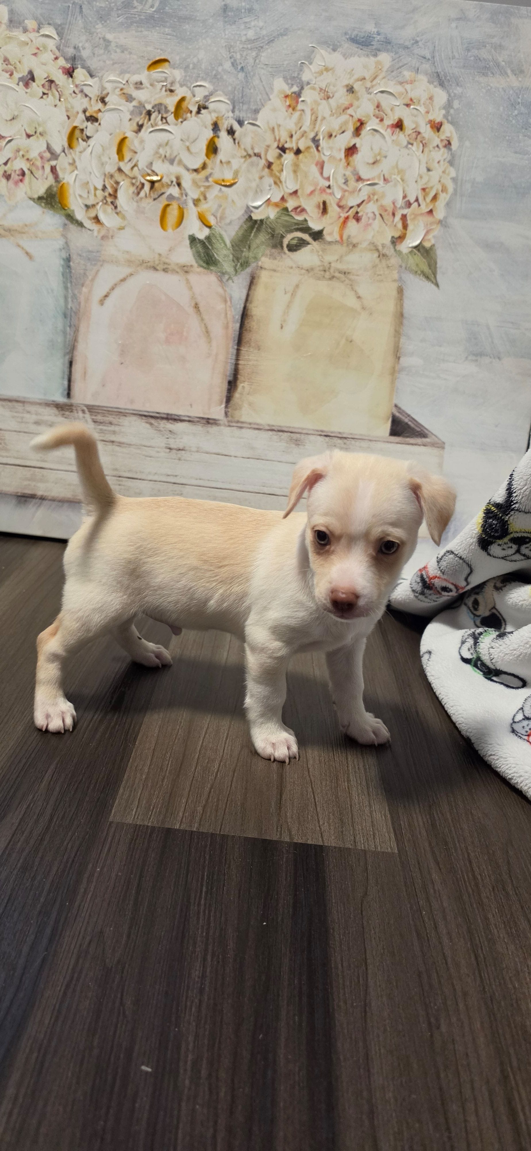 Latte, a male West Highland White Terrier for sale in Cedartown, GA – 3 of 3