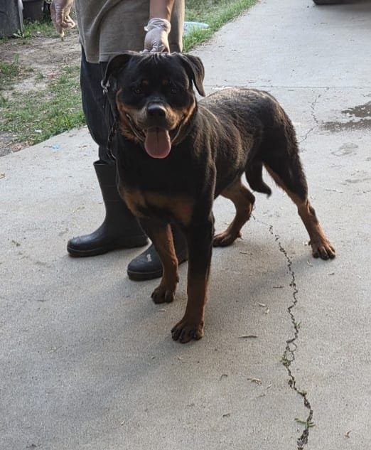 Jax – Rottweiler puppy for sale in Cedartown, GA