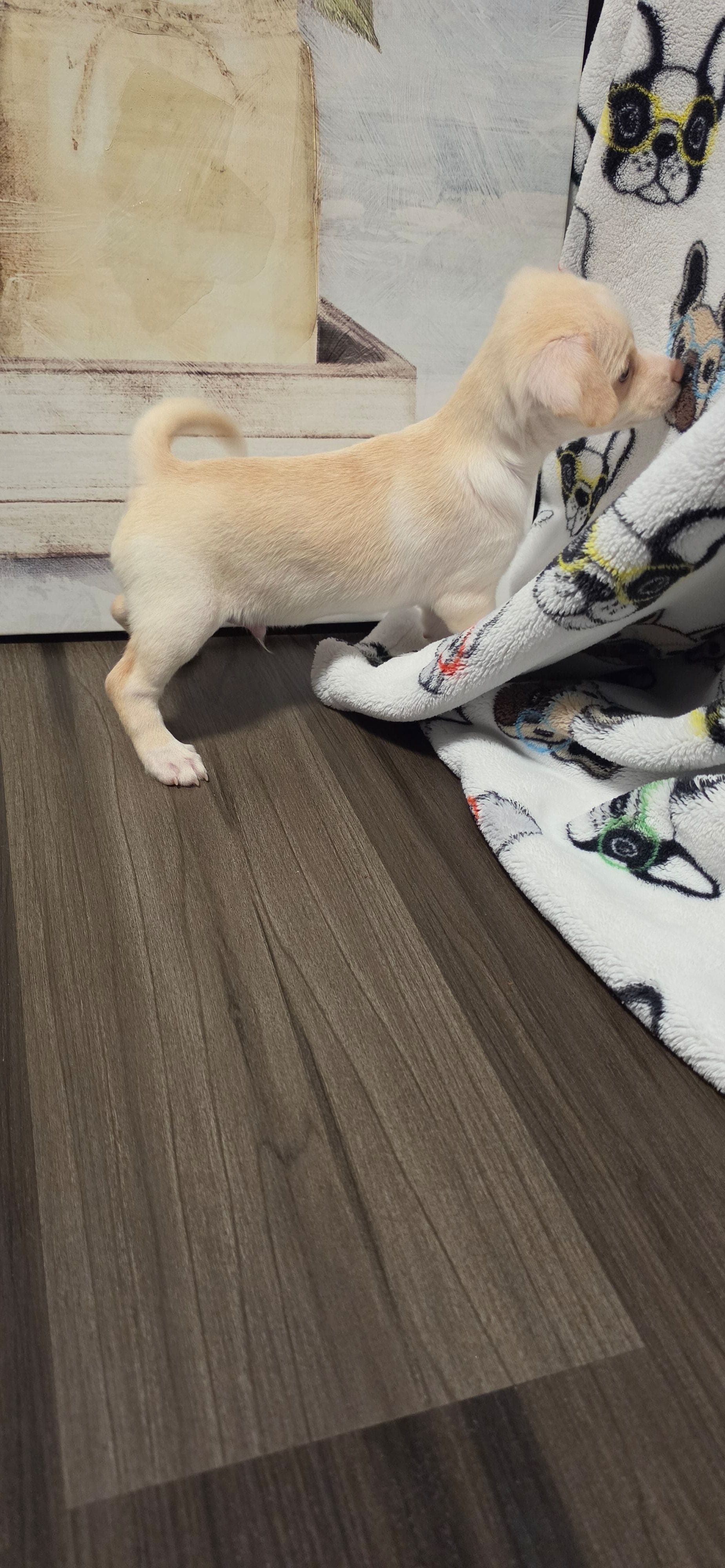 Latte – West Highland White Terrier puppy for sale in Cedartown, GA