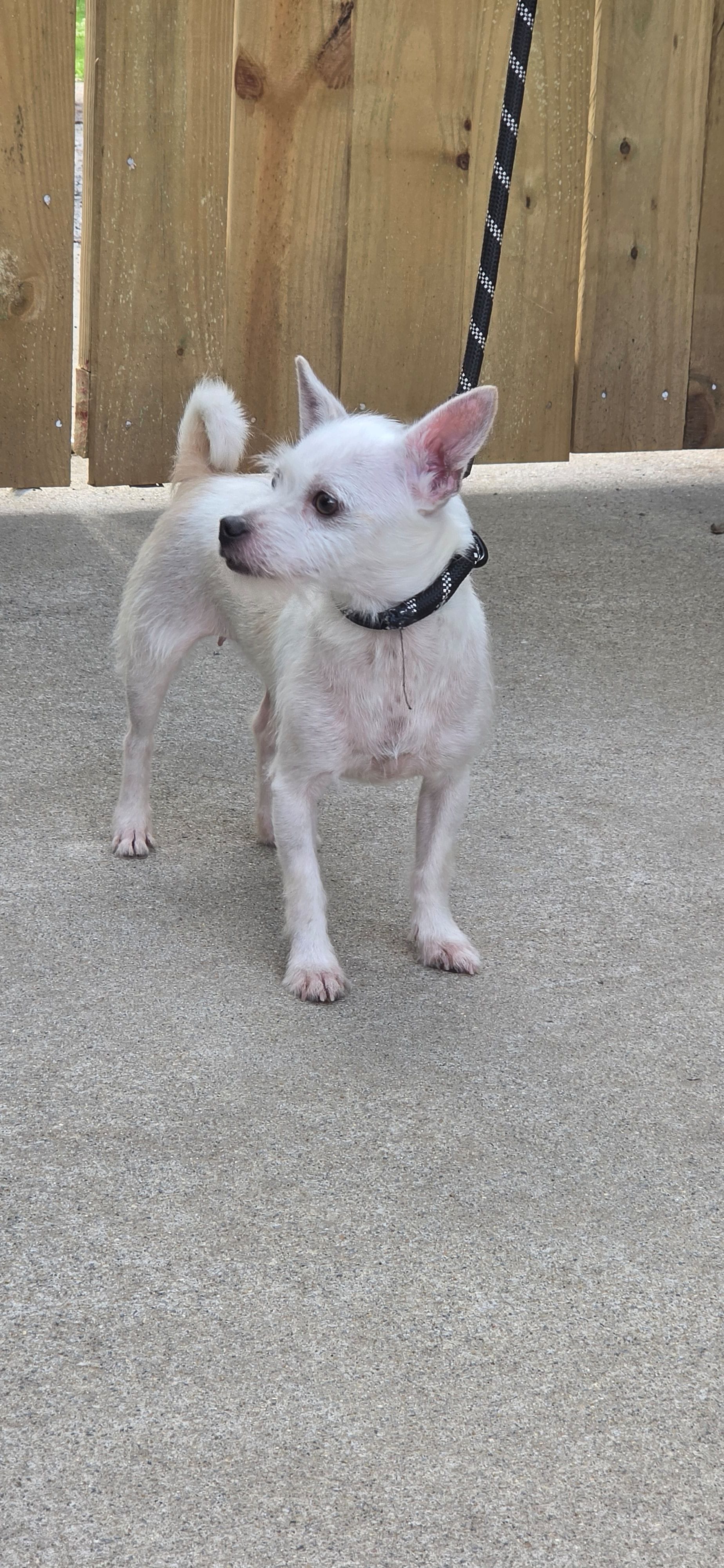 Princess – West Highland White Terrier puppy for sale in Cedartown, GA