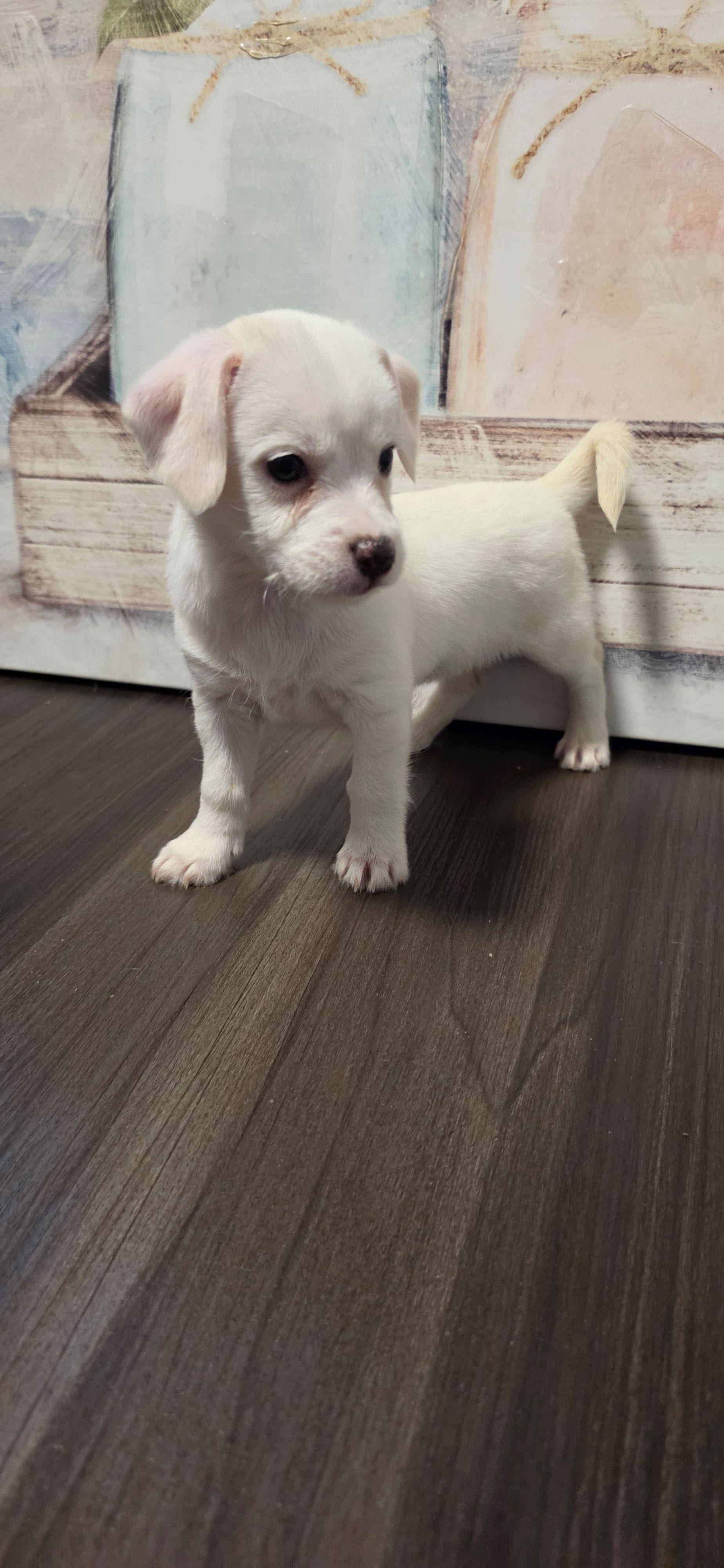 Snowy, a female West Highland White Terrier for sale in Cedartown, GA – 2 of 2