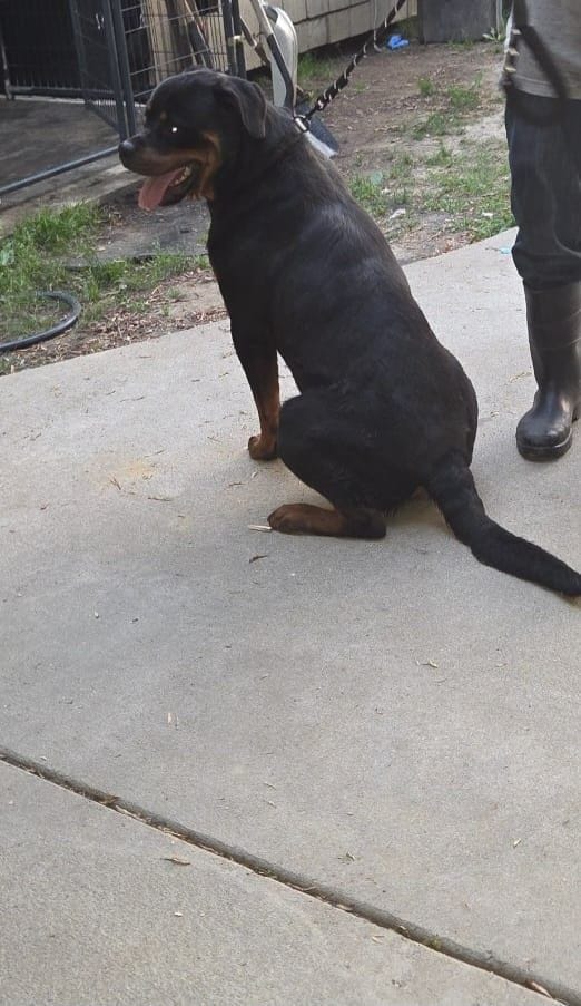 Jax – Rottweiler puppy for sale in Cedartown, GA