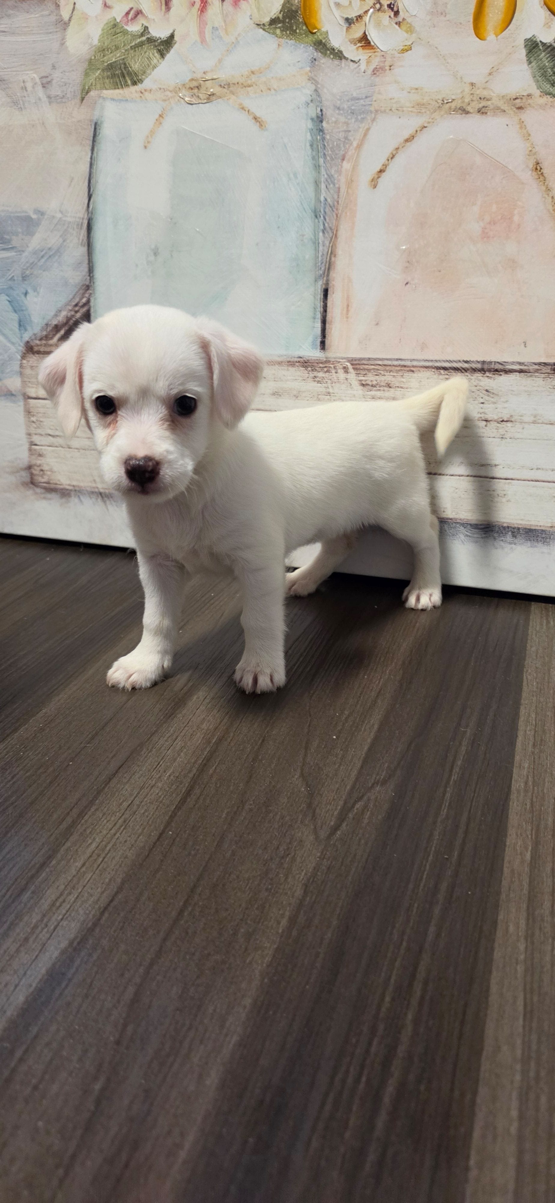Snowy – West Highland White Terrier puppy for sale in Cedartown, GA